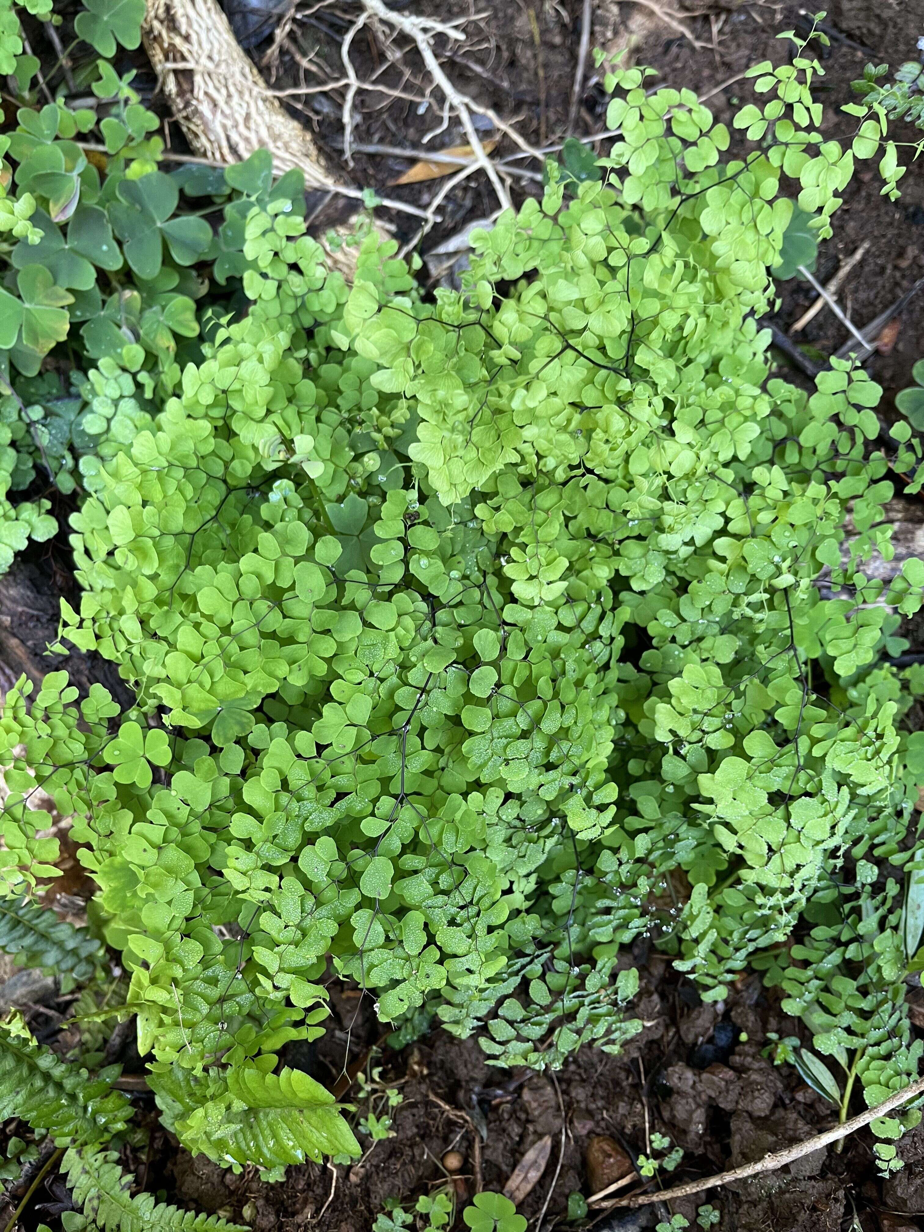 Maidenhair Fern - Weedopedia - main image