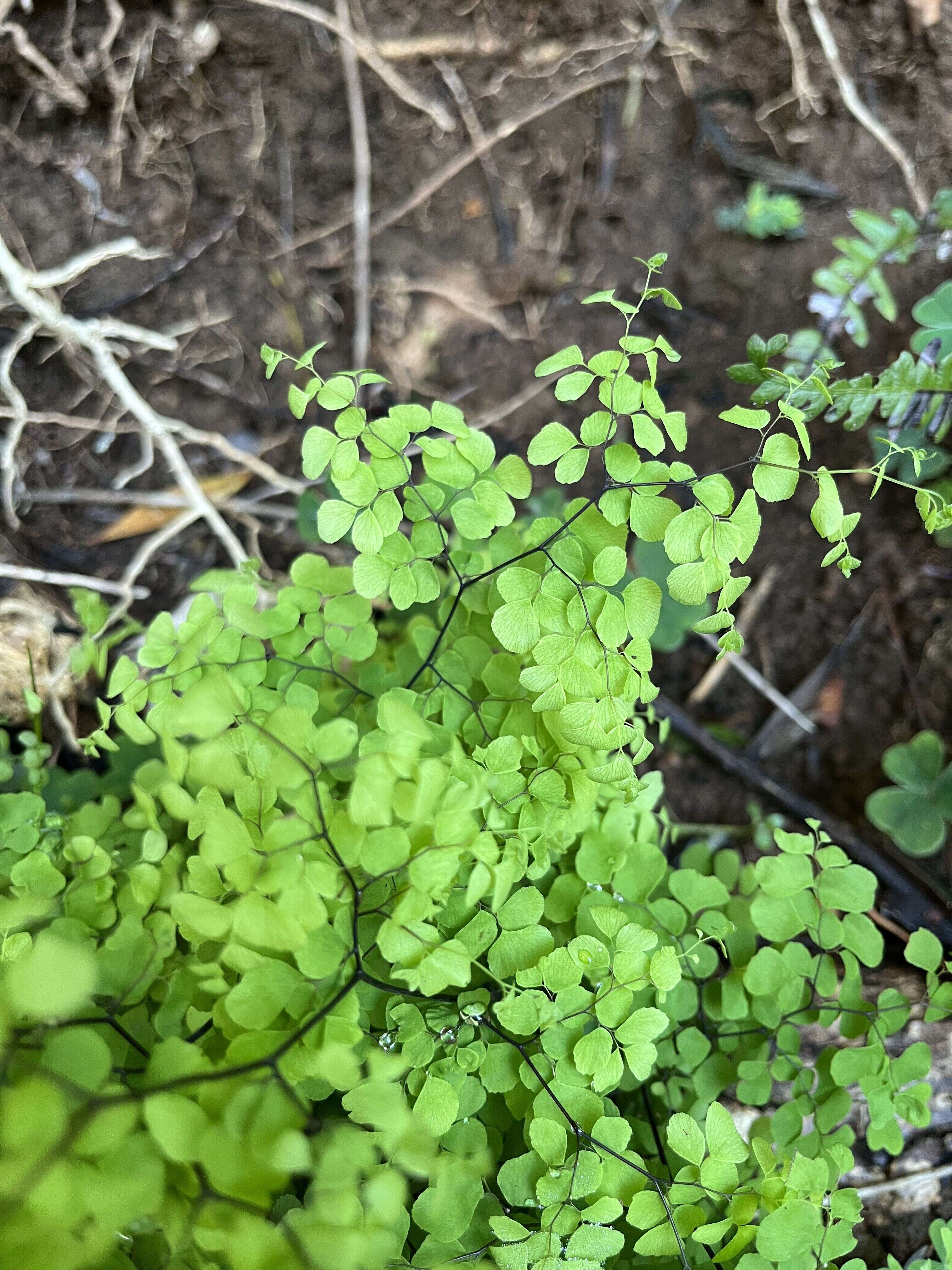 Maidenhair Fern - Weedopedia - detail view