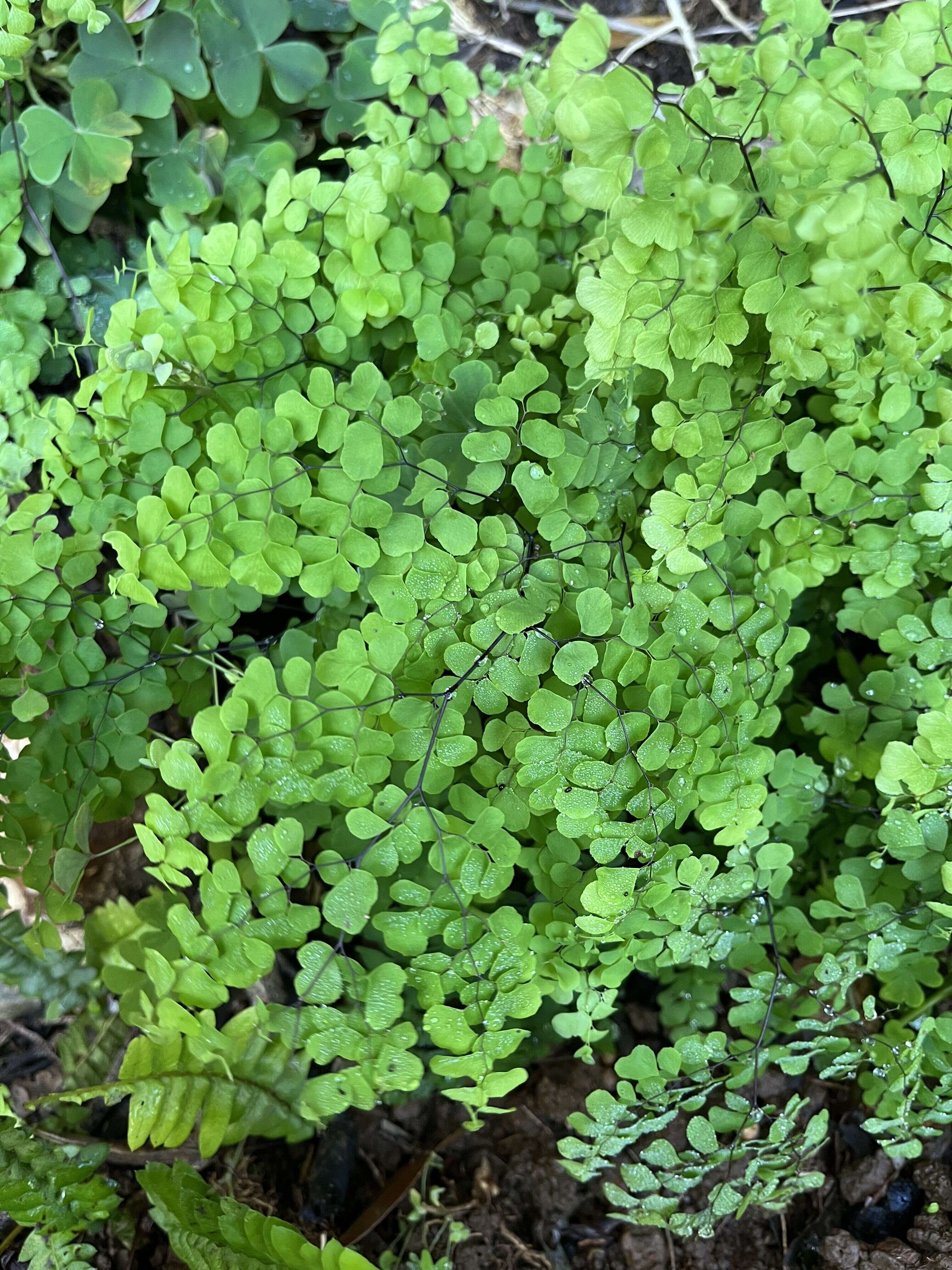 Maidenhair Fern - Weedopedia - additional view