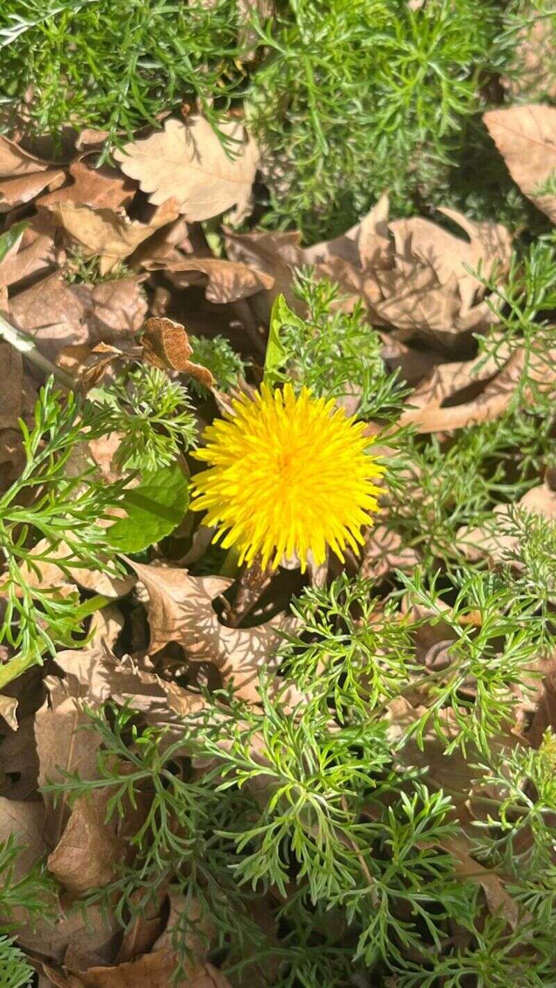 Dandelion - Weedopedia
