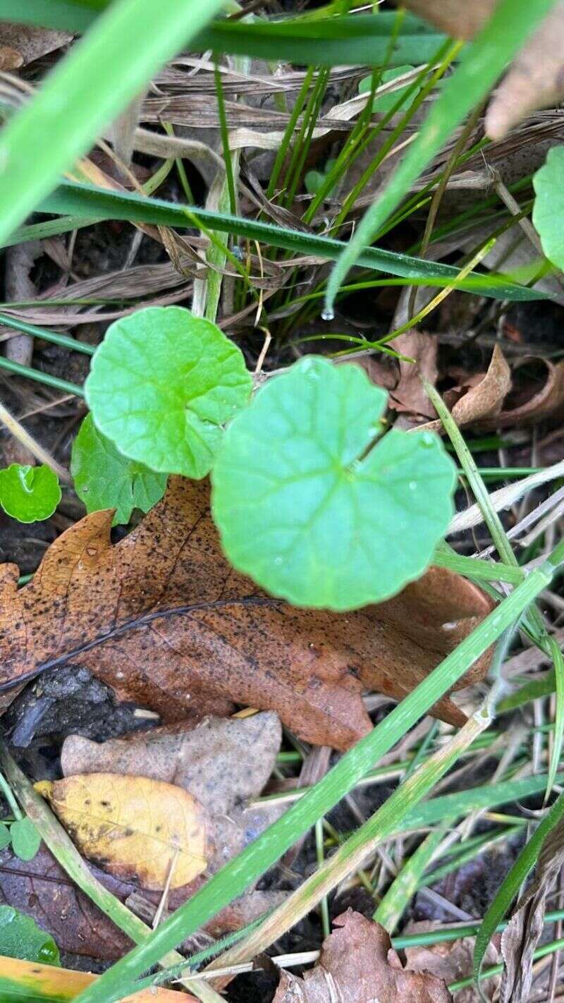 Pennywort - Weedopedia
