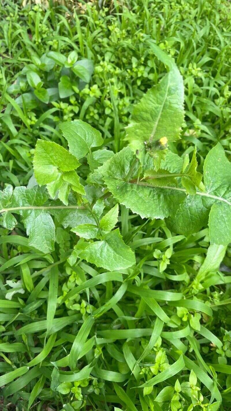 Sowthistle - Weedopedia