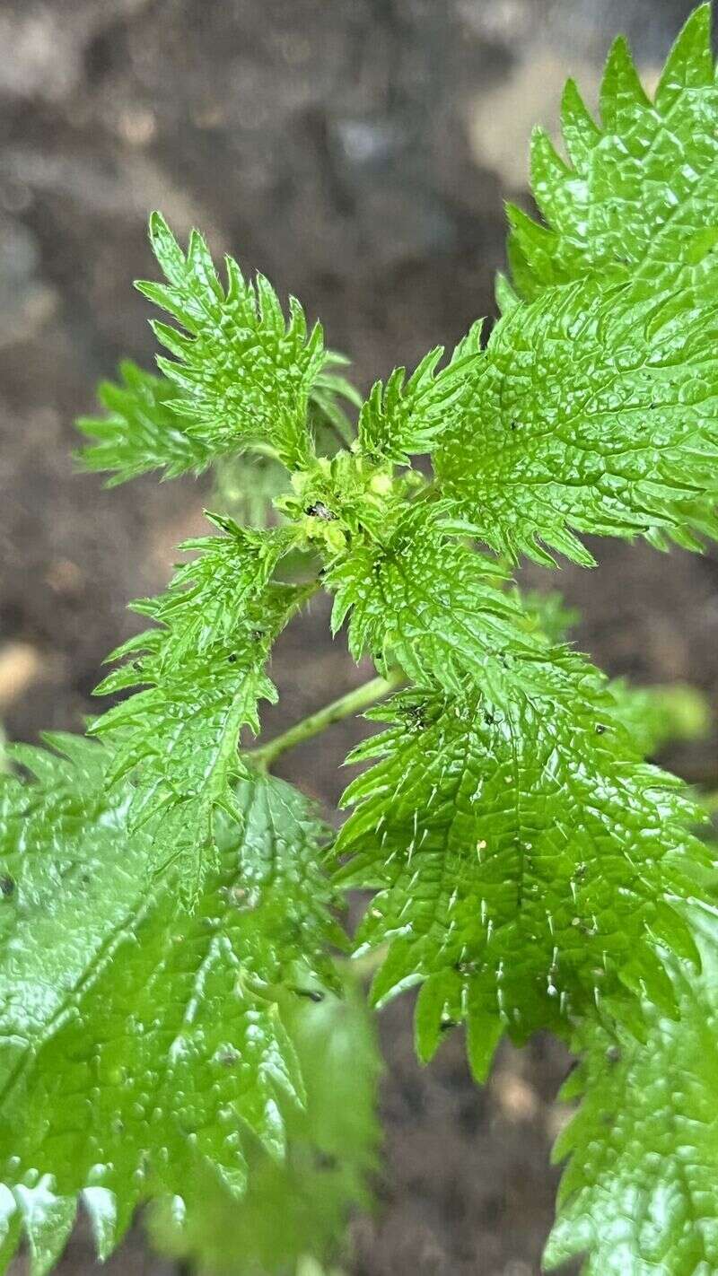 Nettle - Weedopedia