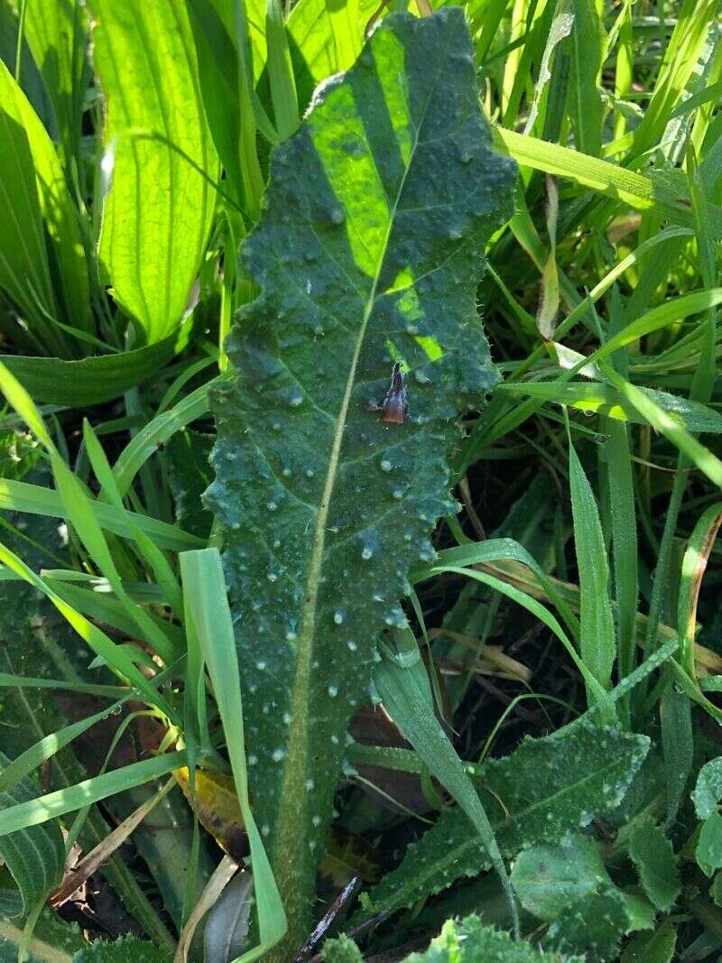 Bristly oxtongue