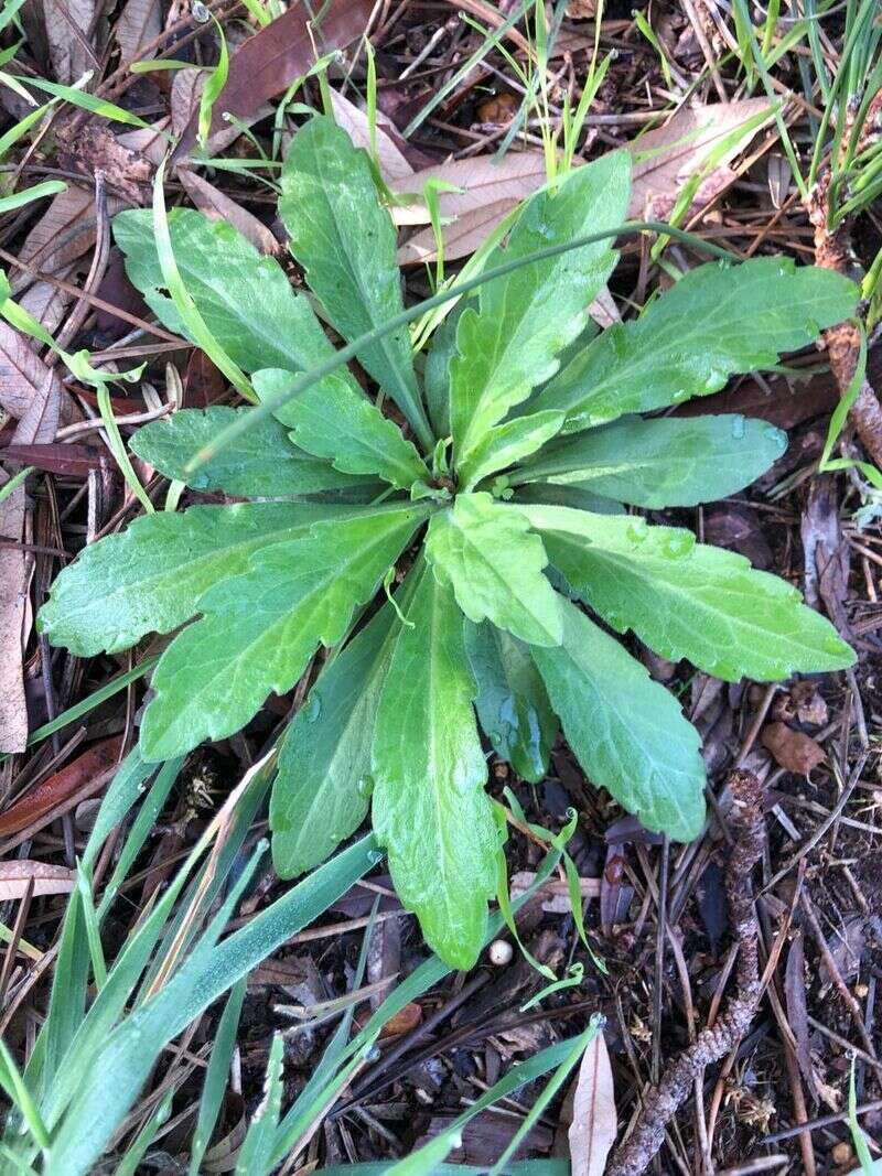 Fleabane