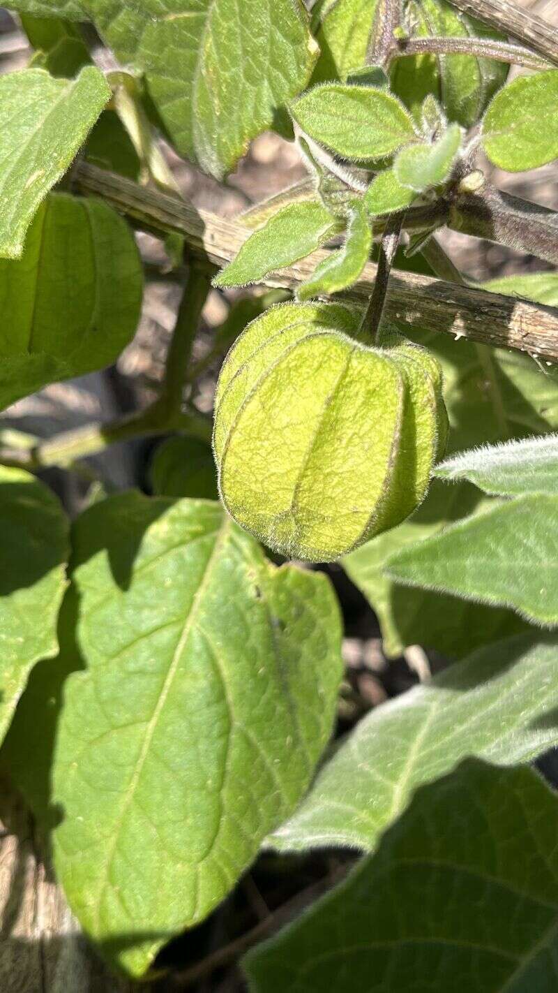 Cape gooseberry