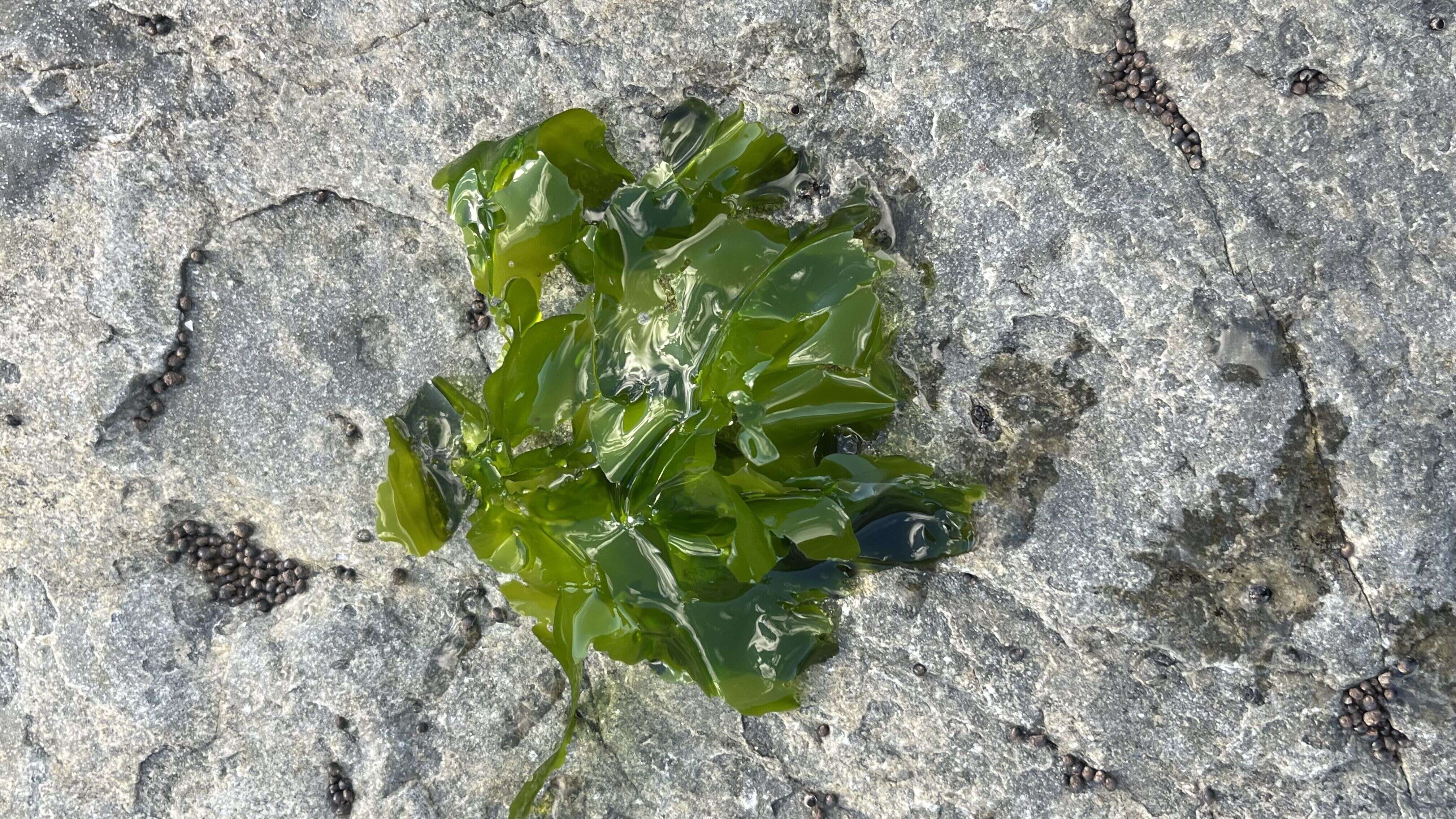 Sea Lettuce