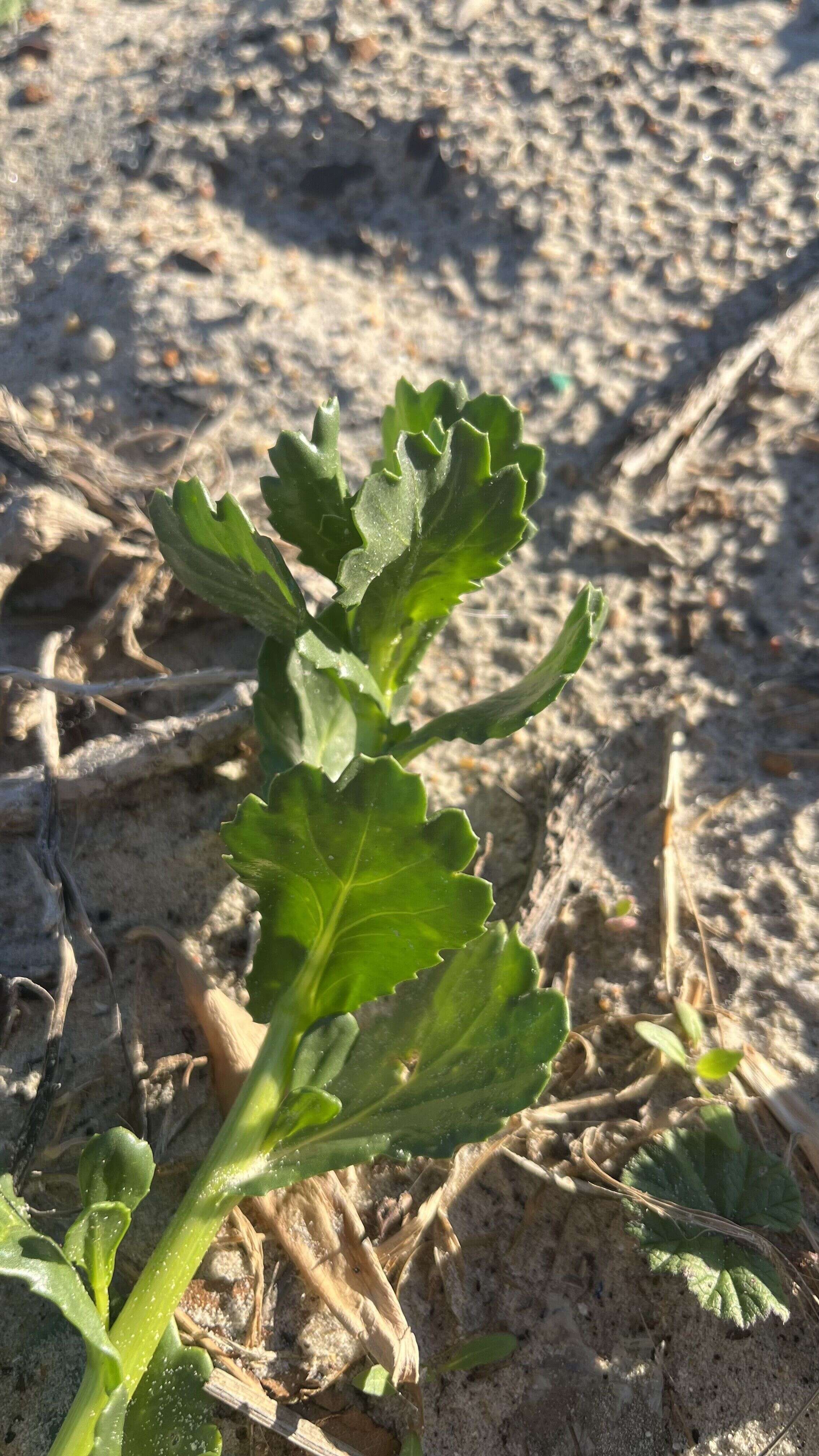 Beach Mustard