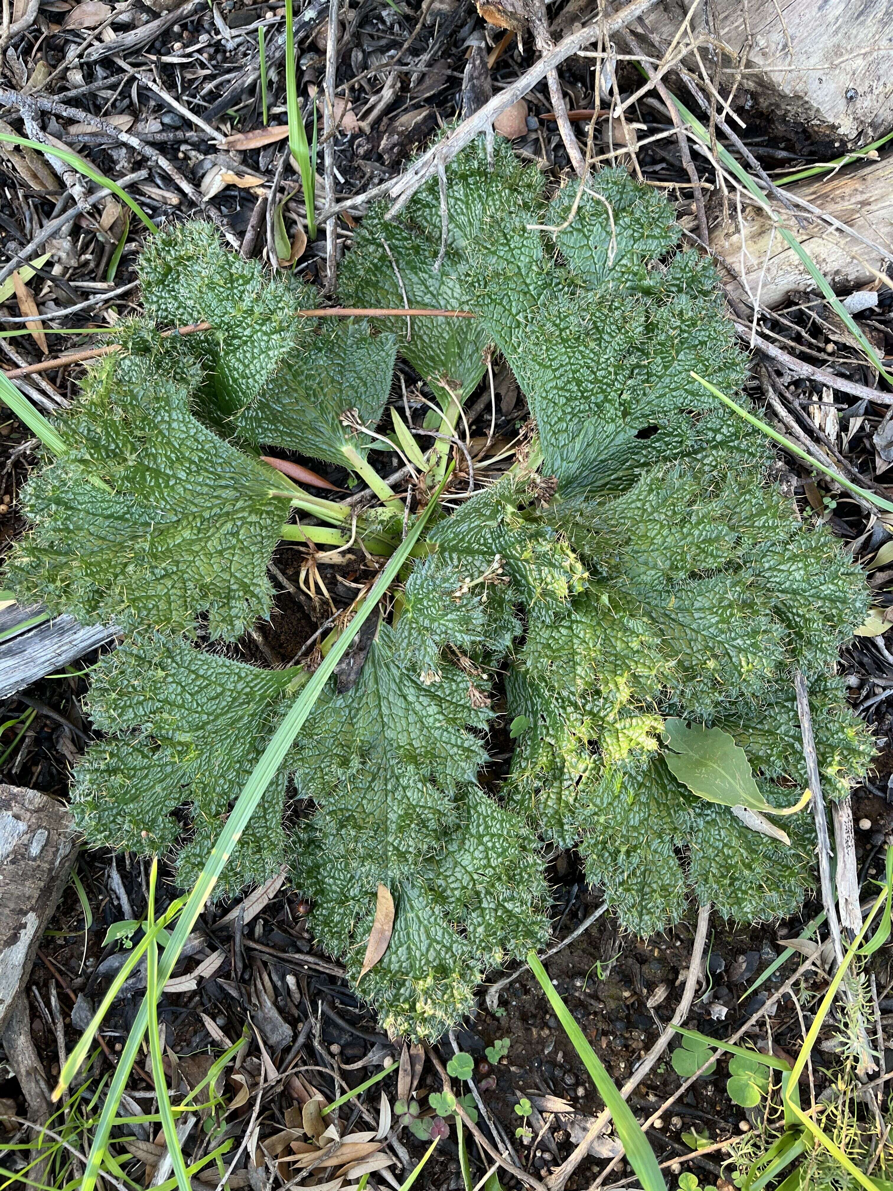 Bear's-foot