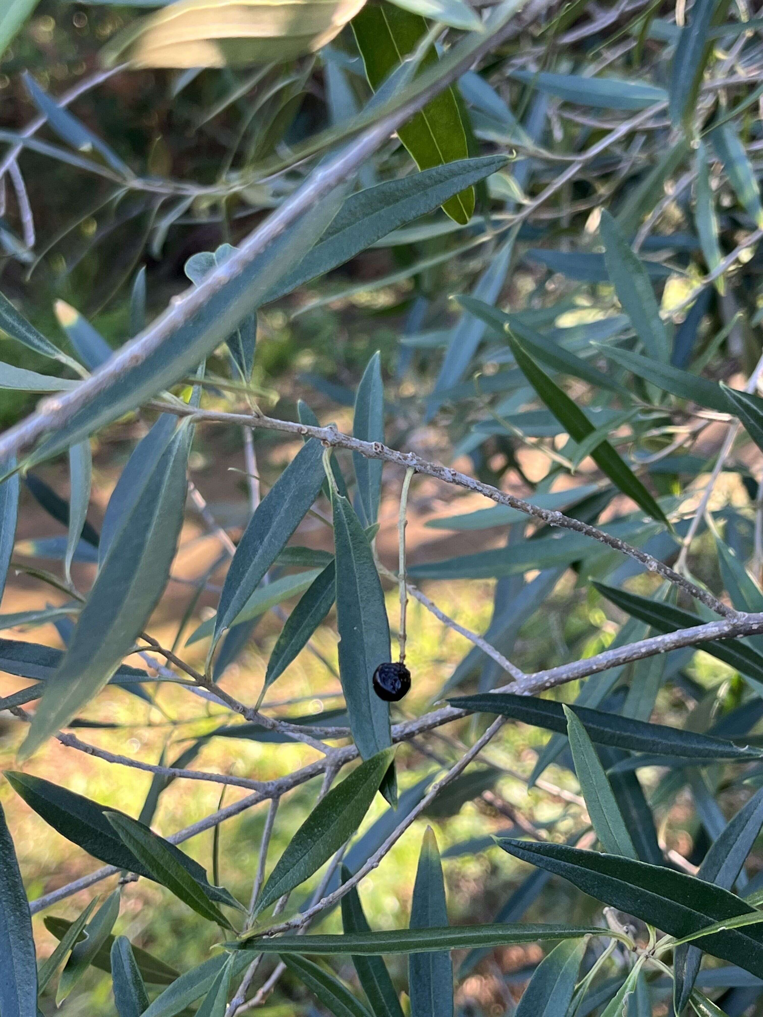 Wild Olive