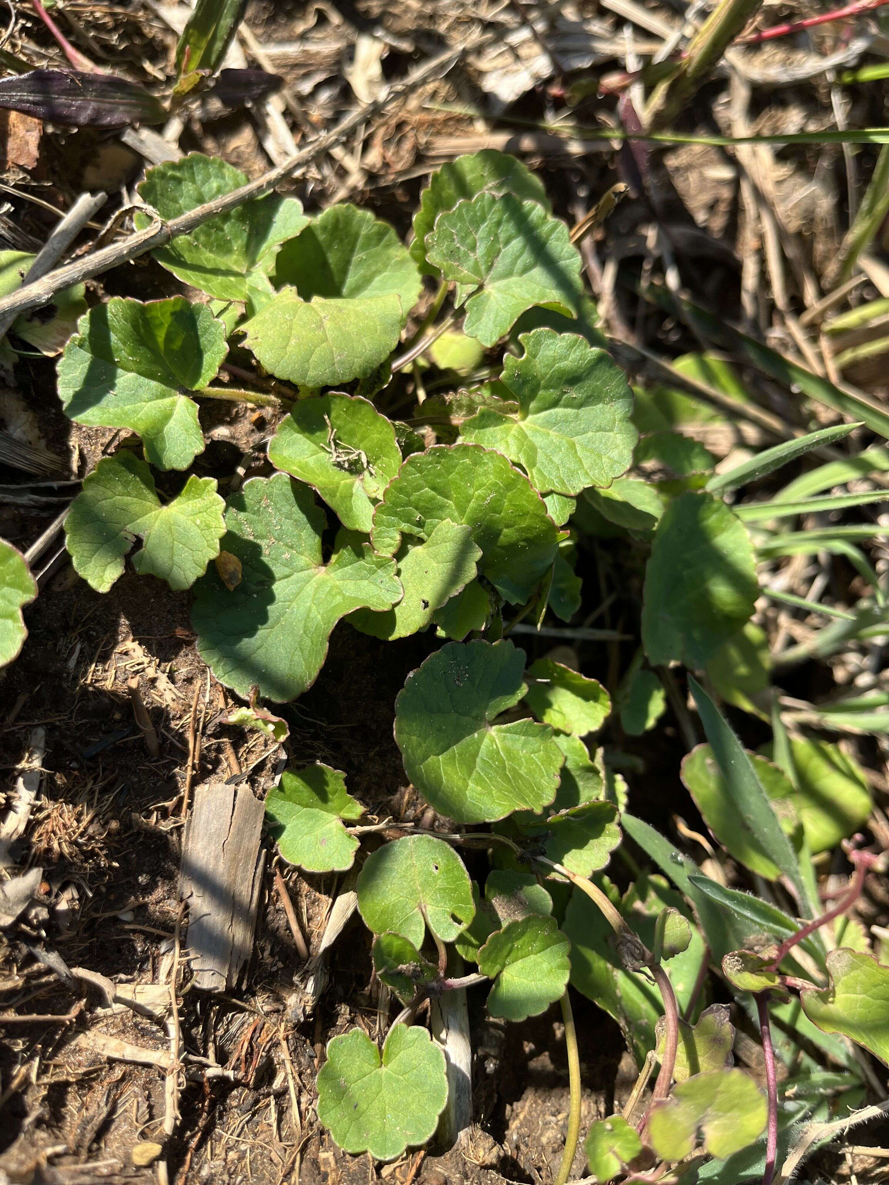 Marsh Pennywort