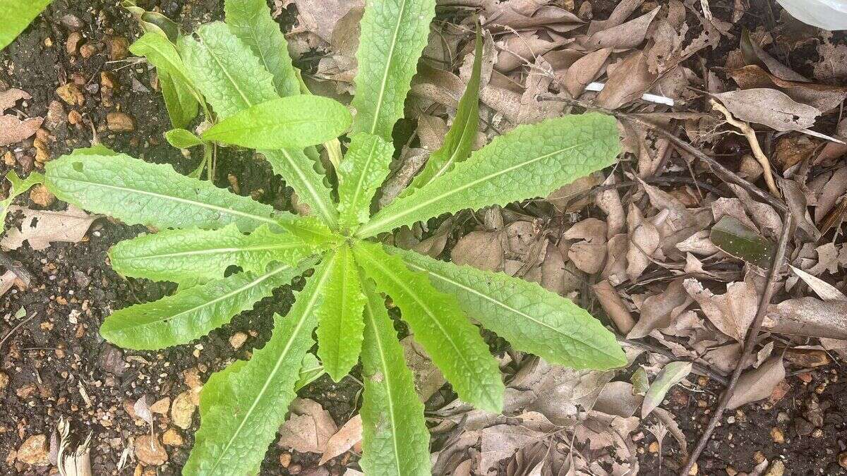 Discover Nature's Hidden Treasures - Weedopedia