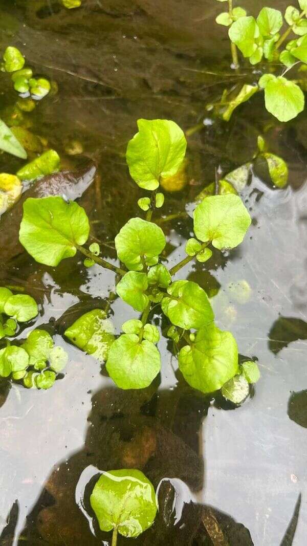 Watercress - Weedopedia - main image