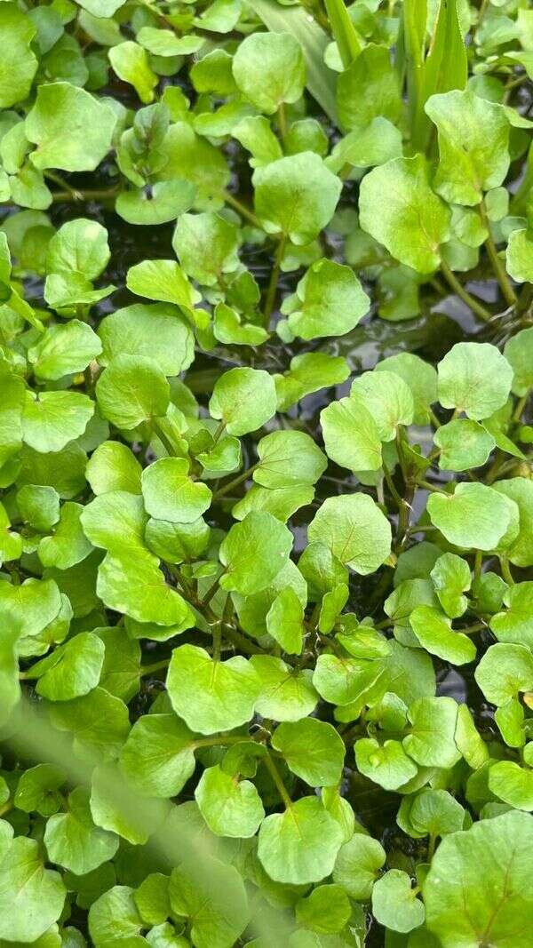 Watercress - Weedopedia - detail view