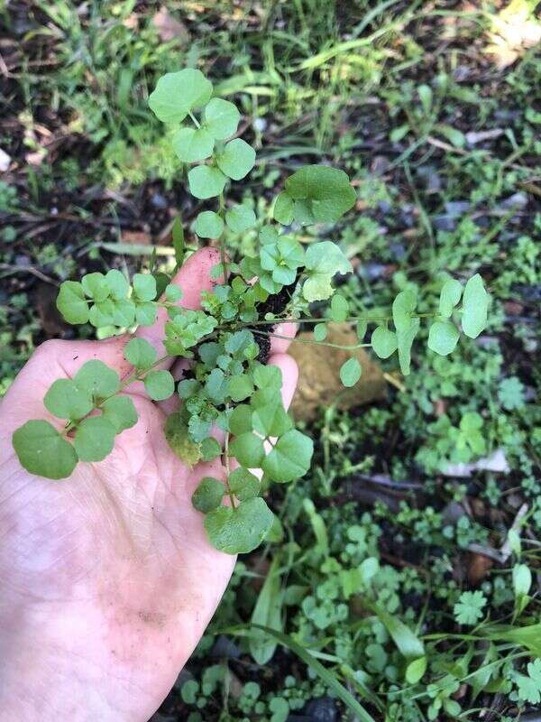 Bittercress - Weedopedia - additional view
