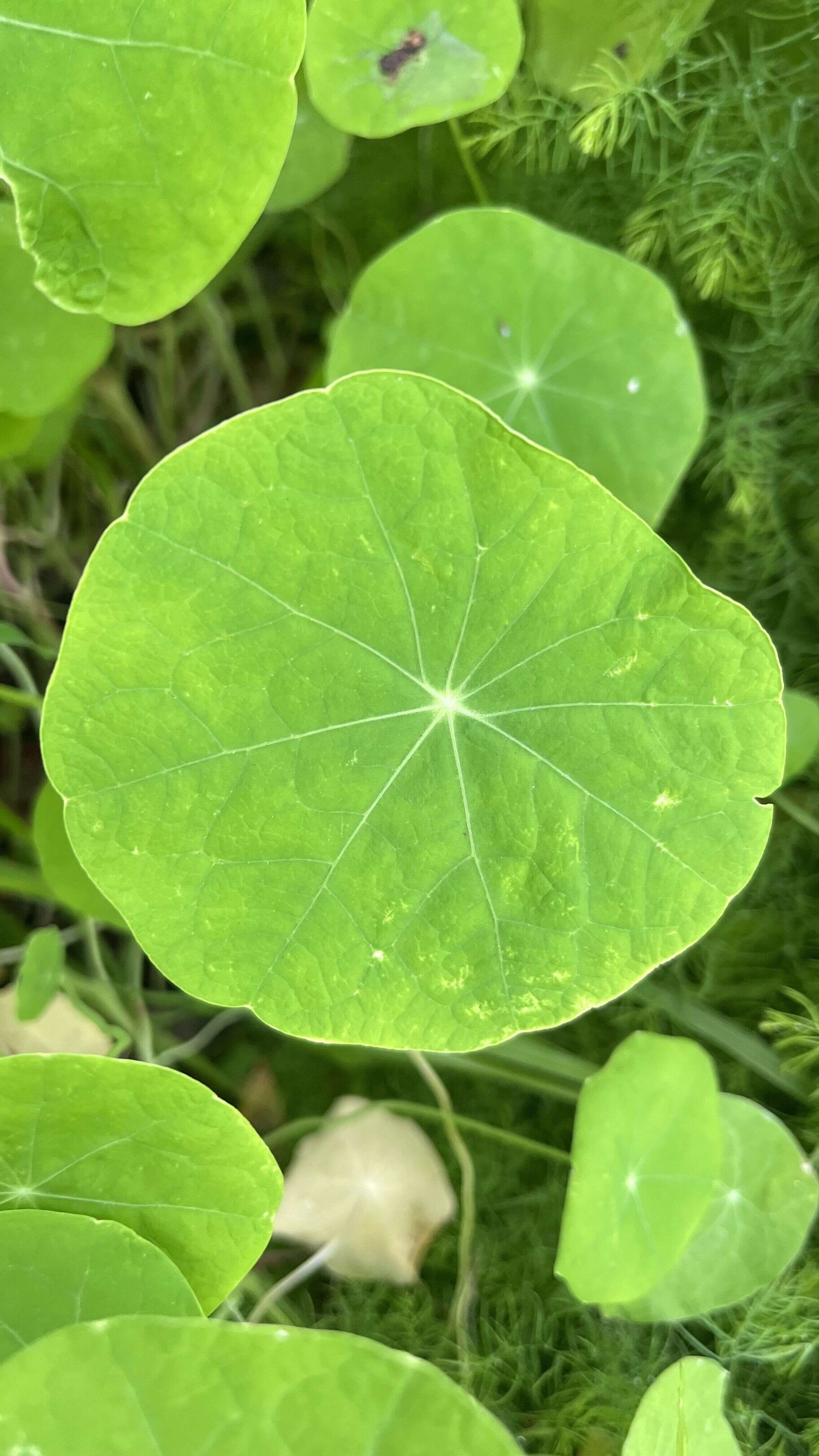 Nasturtium - Weedopedia - detail view