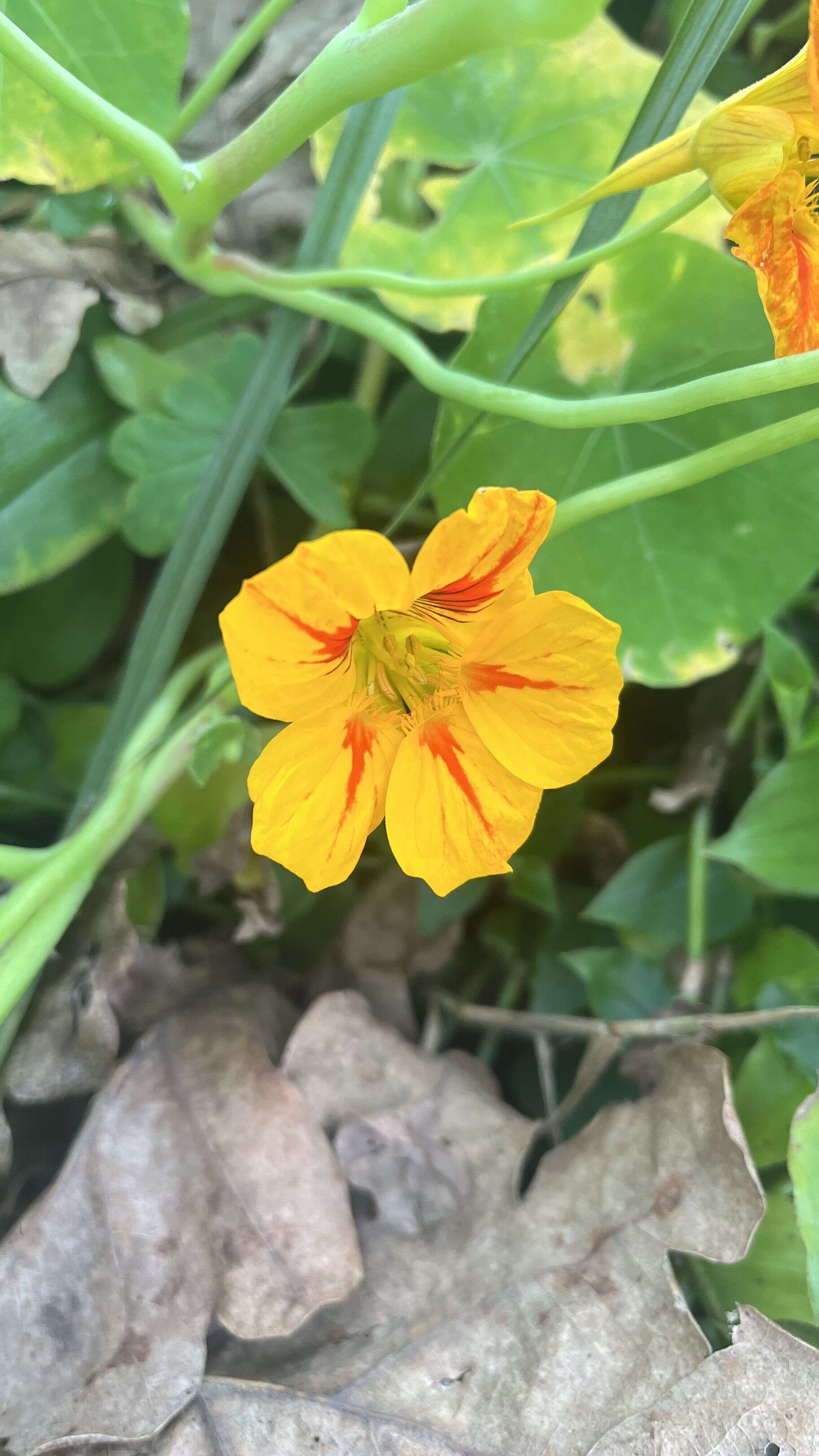 Nasturtium - Weedopedia - additional view