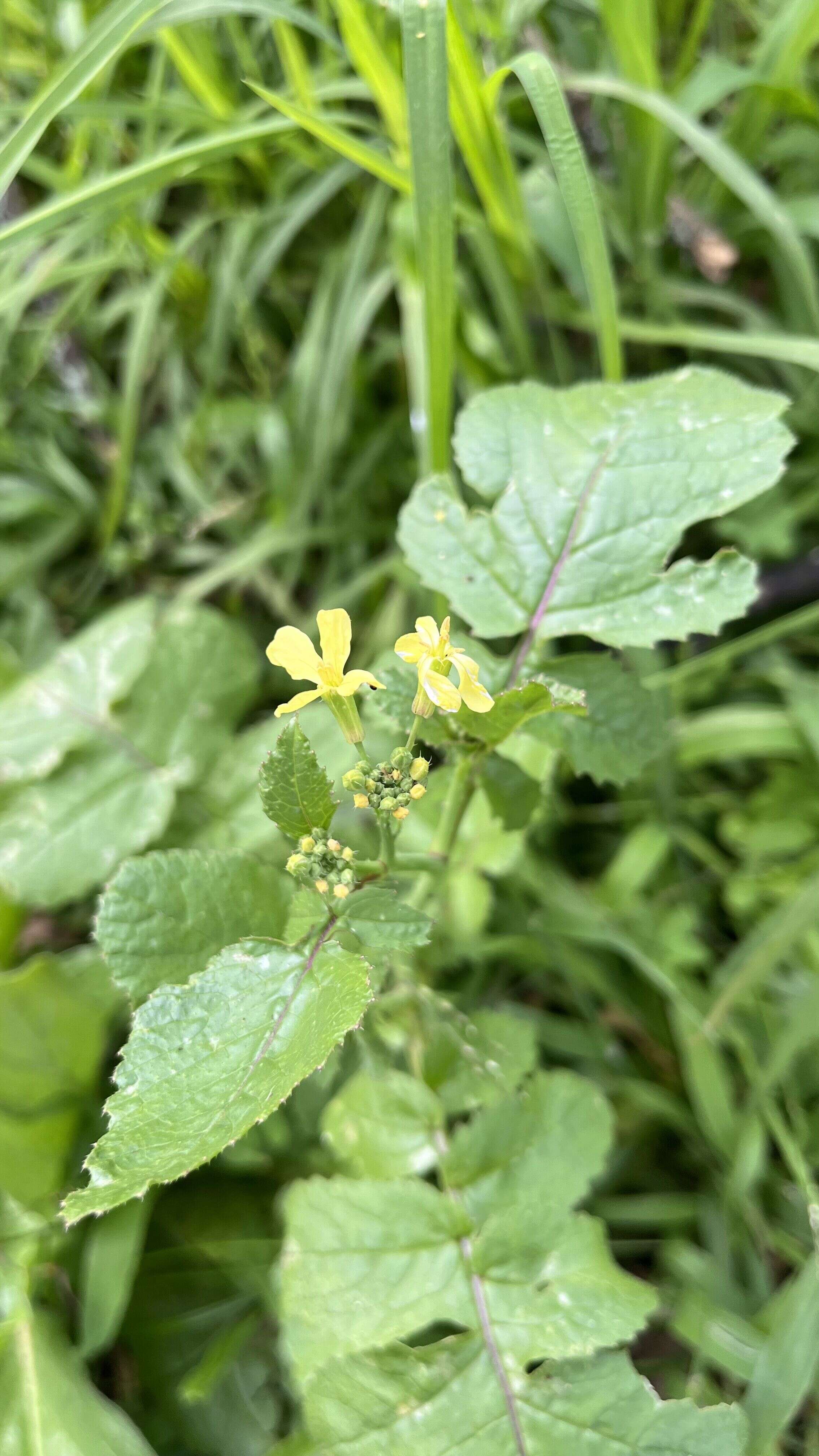 Wild mustard - Weedopedia - main image