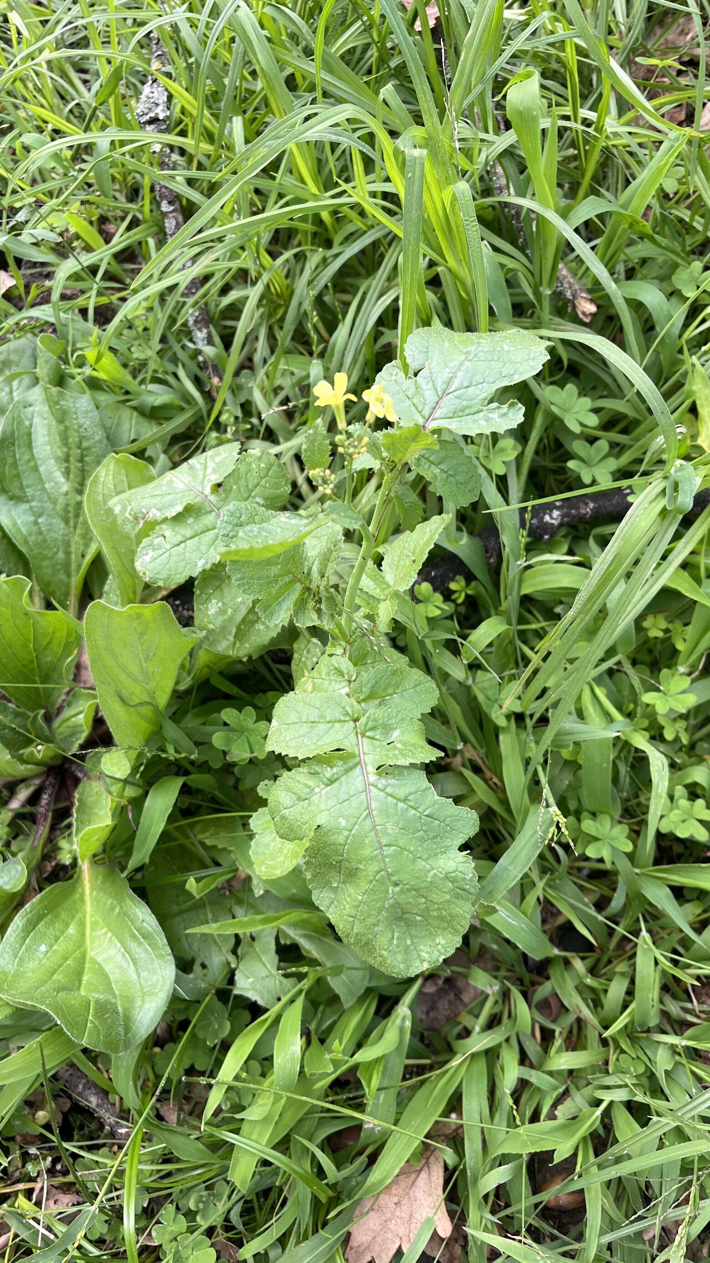Wild mustard - Weedopedia - detail view