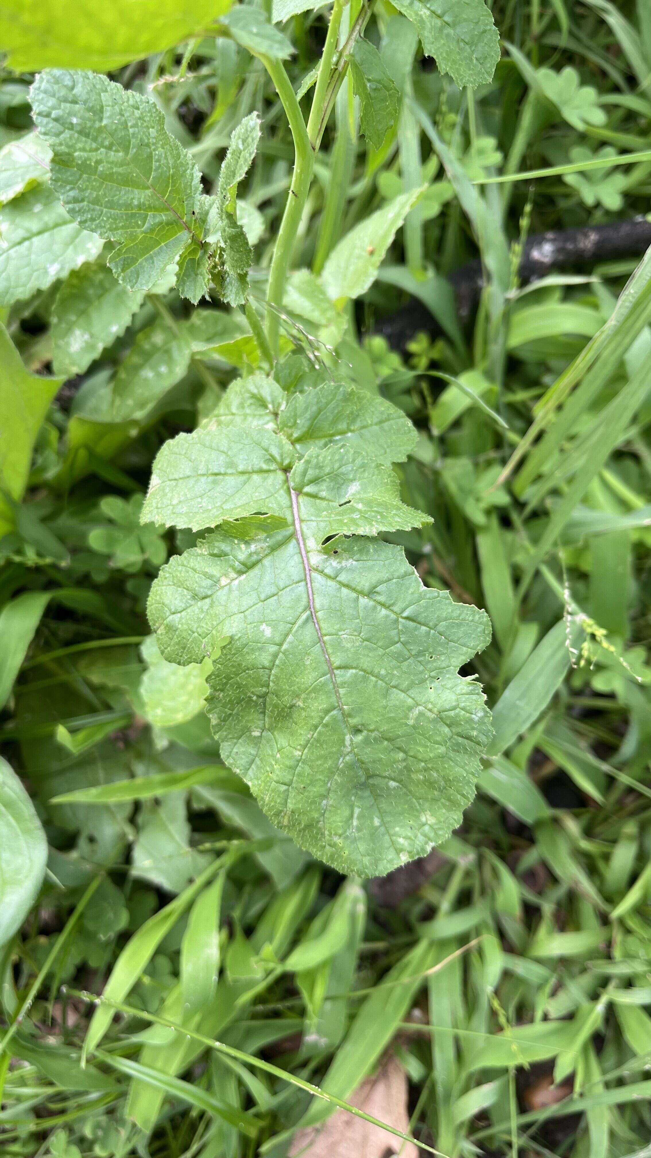 Wild mustard - Weedopedia - additional view