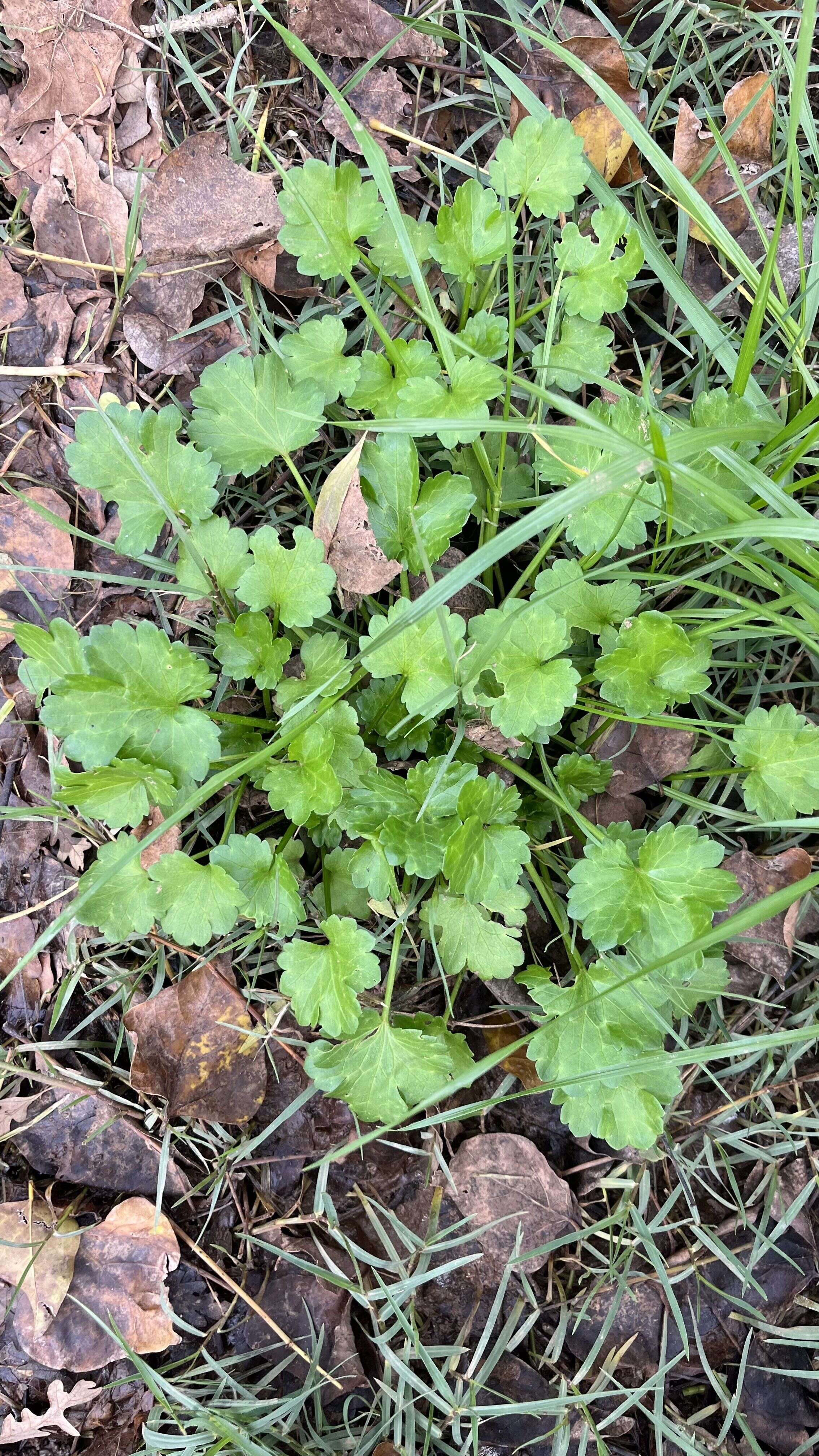 Red-flowered Mallow - Weedopedia - main image