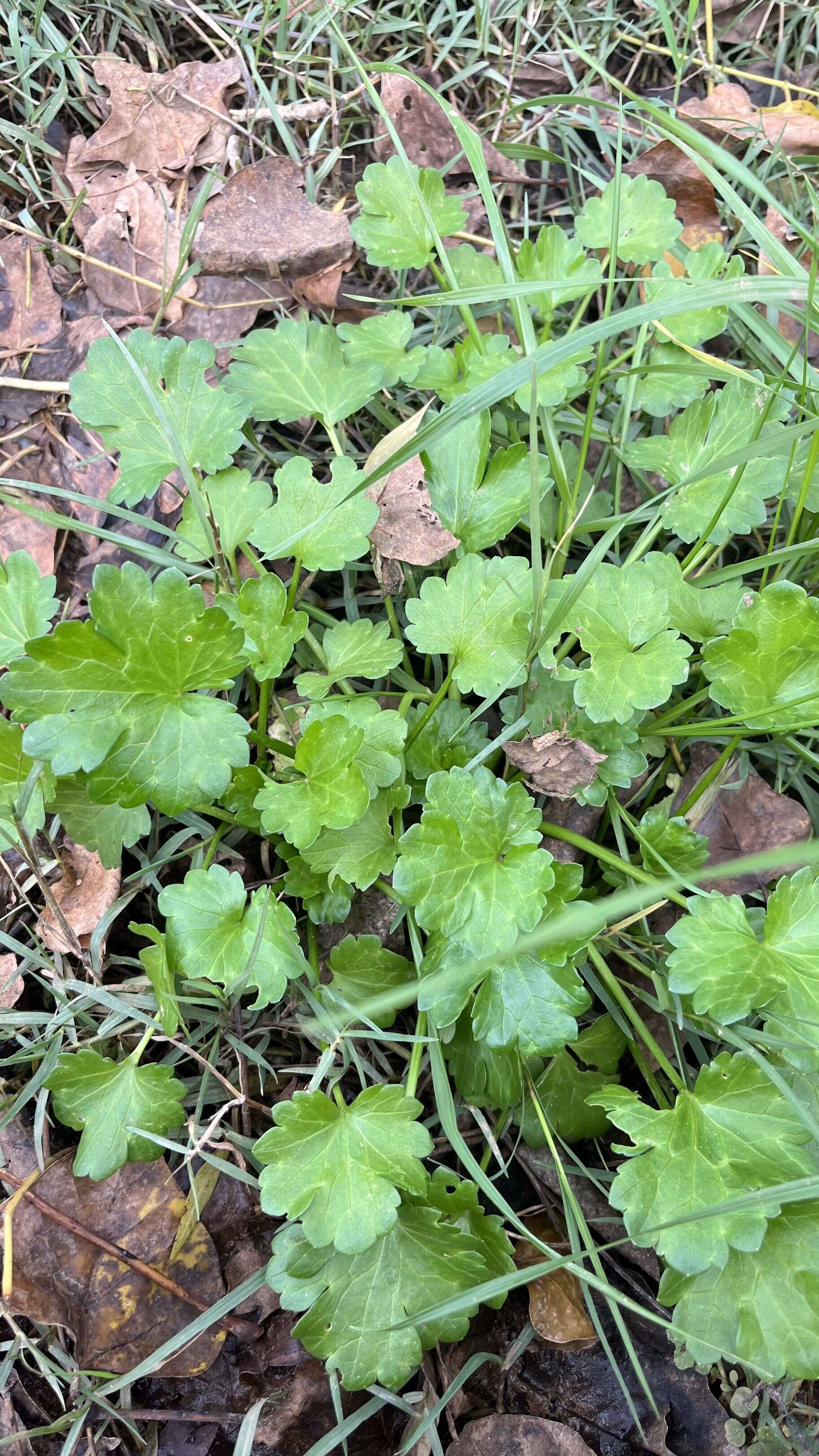 Red-flowered Mallow - Weedopedia - additional view