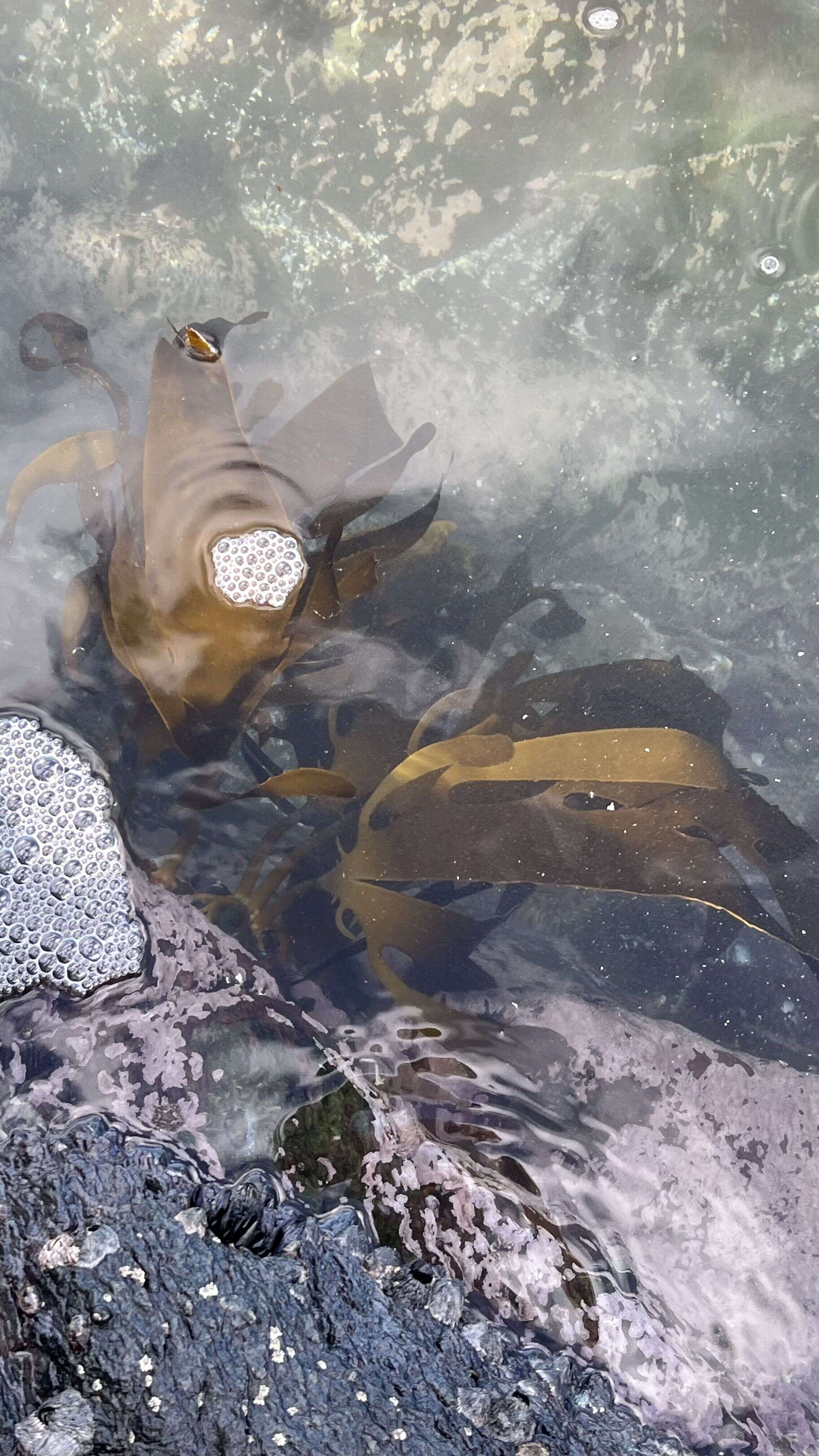 Kelp - Weedopedia - detail view