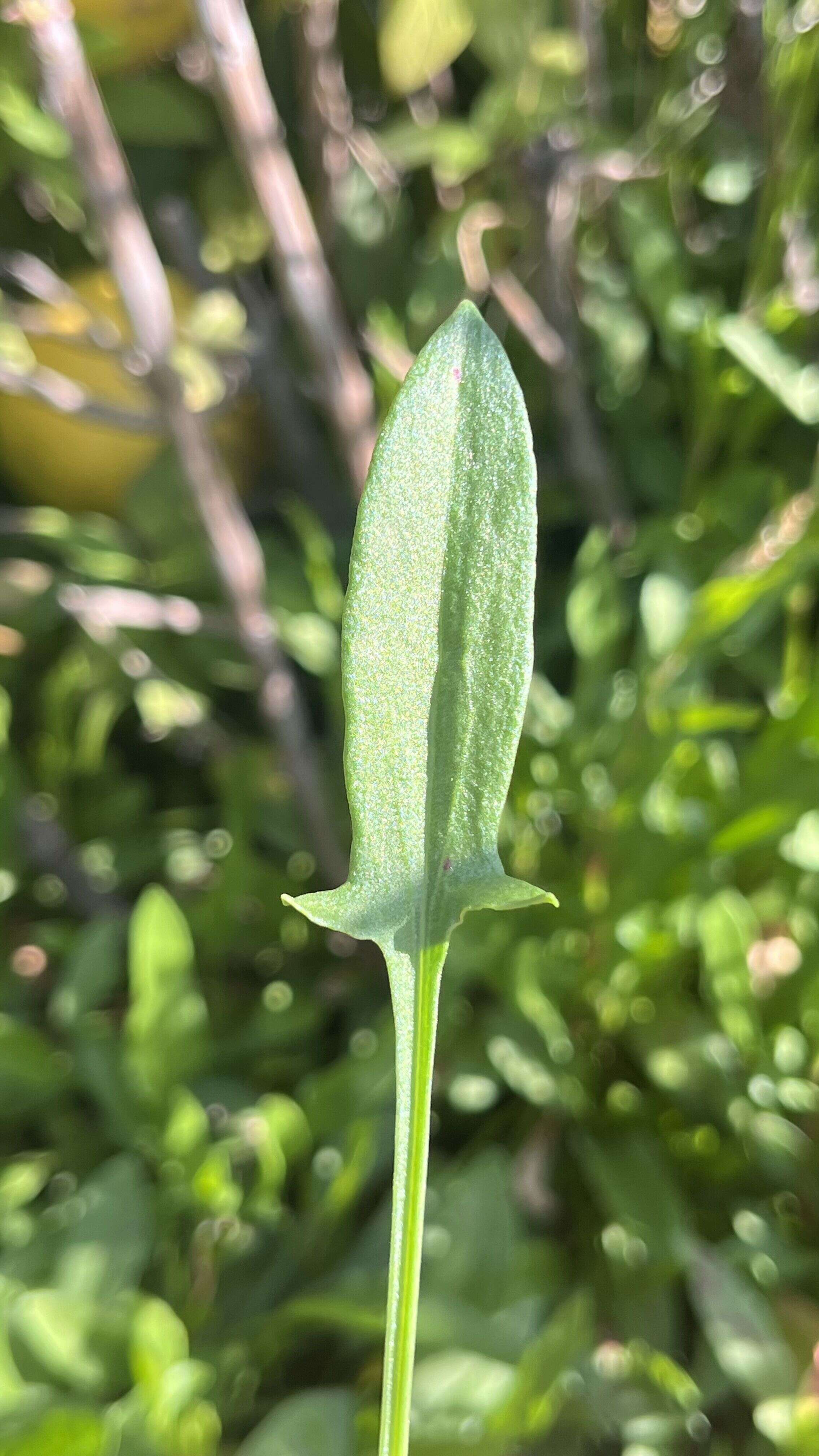 Sheep Sorrel - Weedopedia - detail view