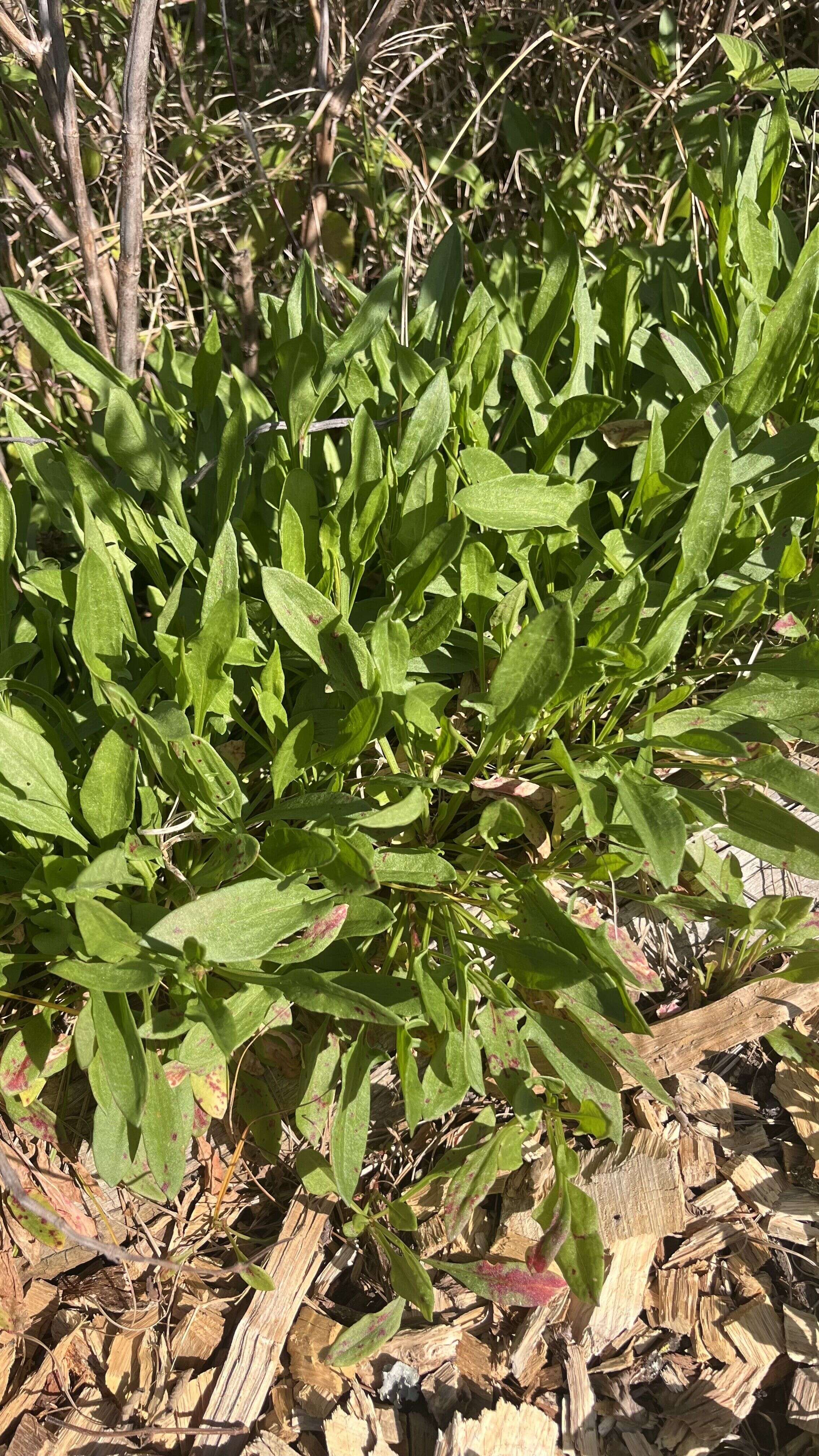 Sheep Sorrel - Weedopedia - additional view