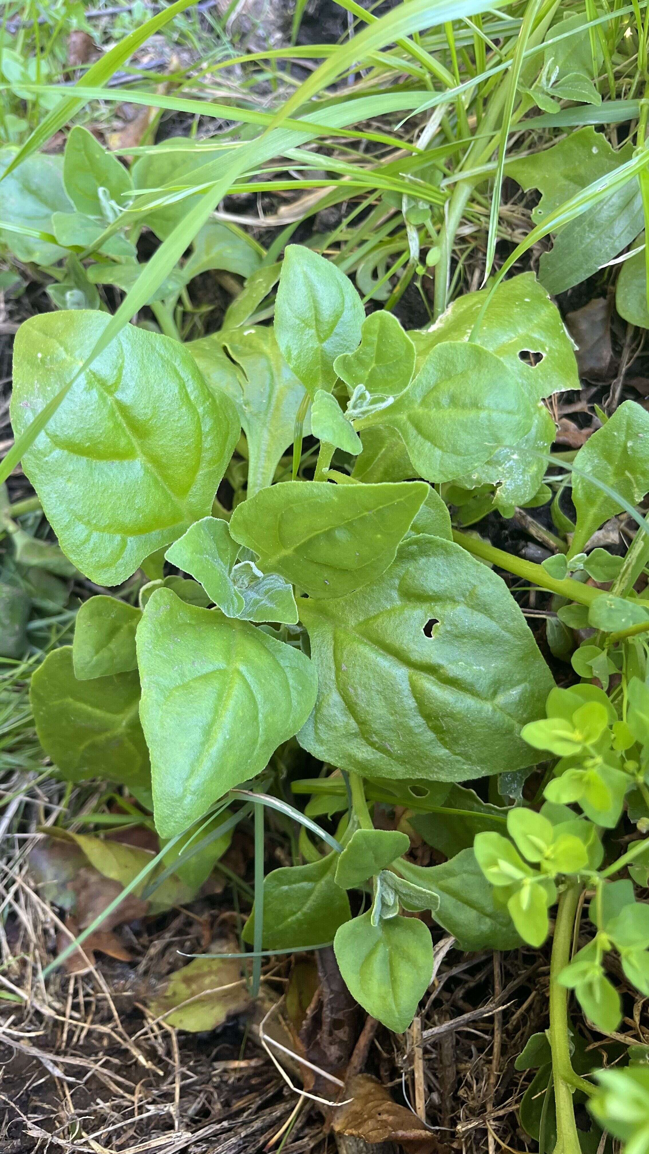 New Zealand Spinach - Weedopedia - main image