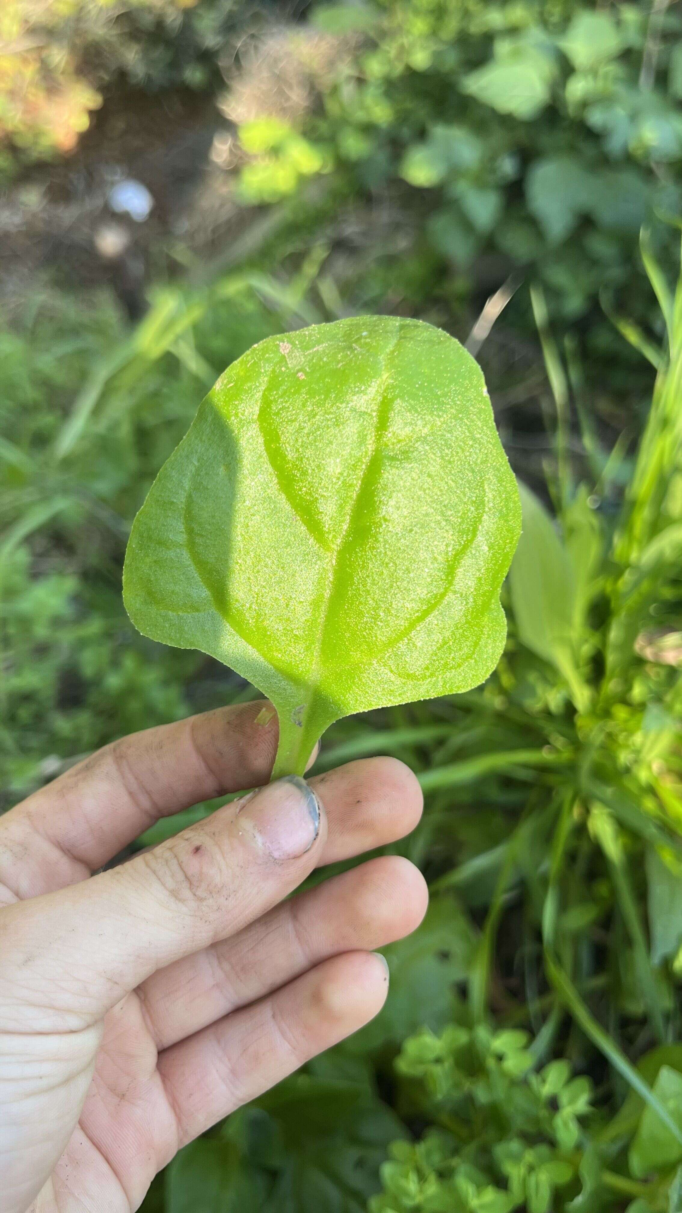 New Zealand Spinach - Weedopedia - detail view