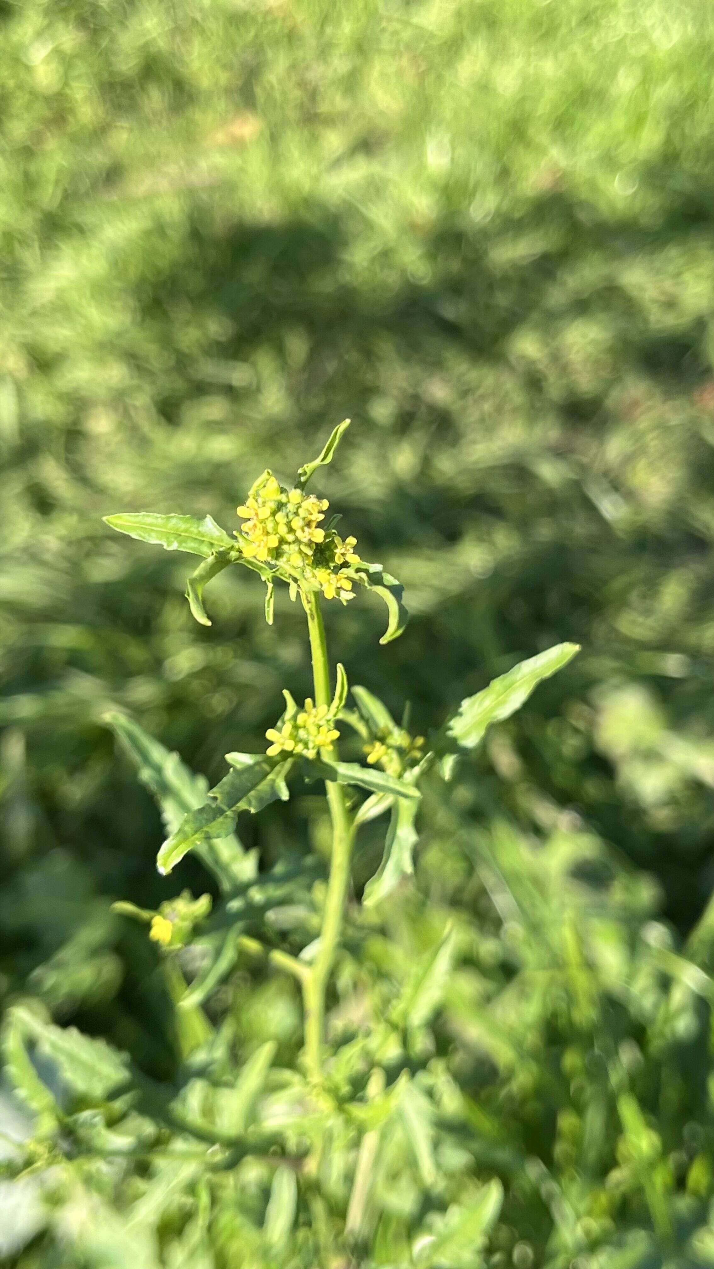 Hedge Mustard - Weedopedia - detail view