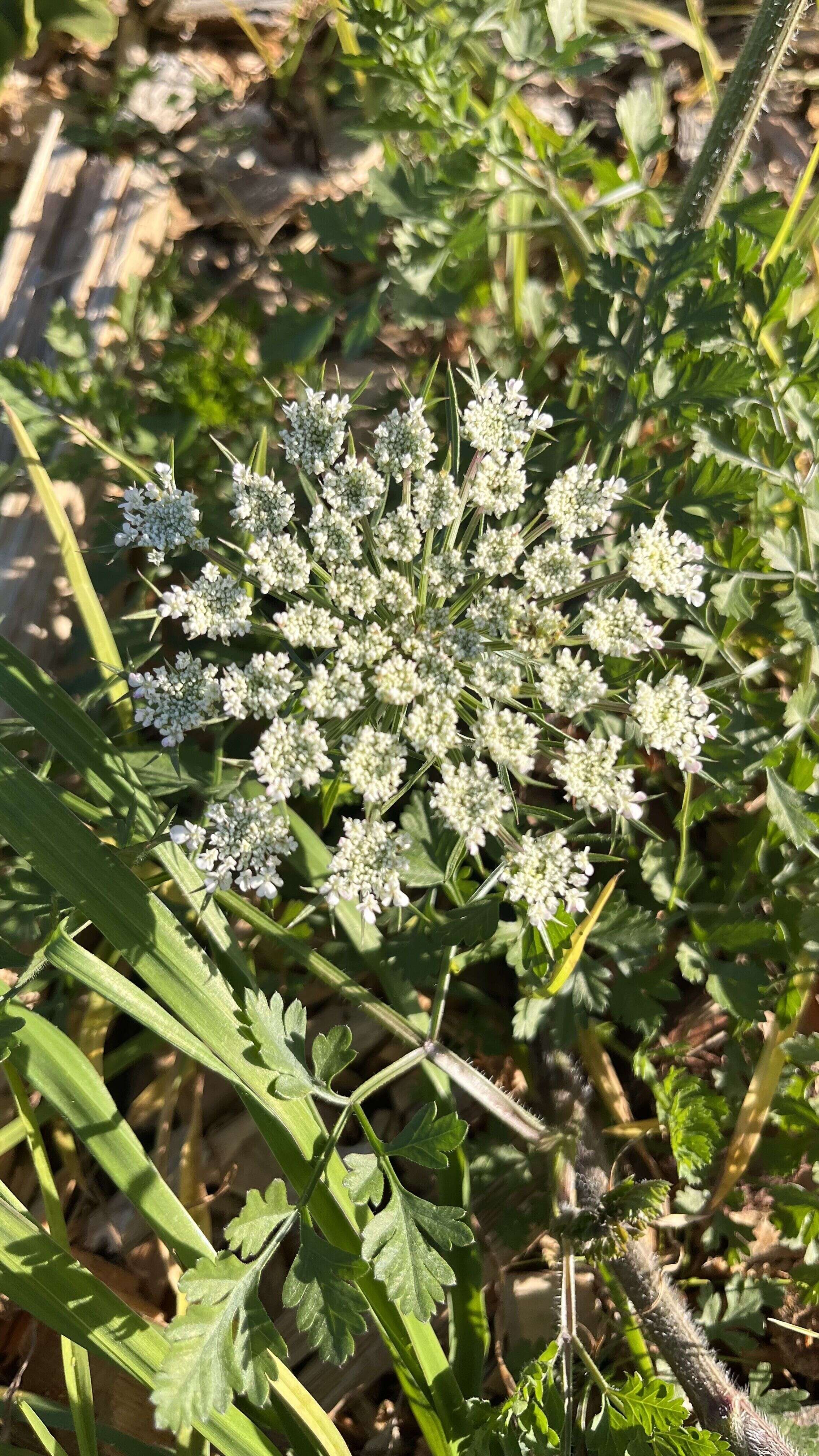 Wild carrot - Weedopedia - main image