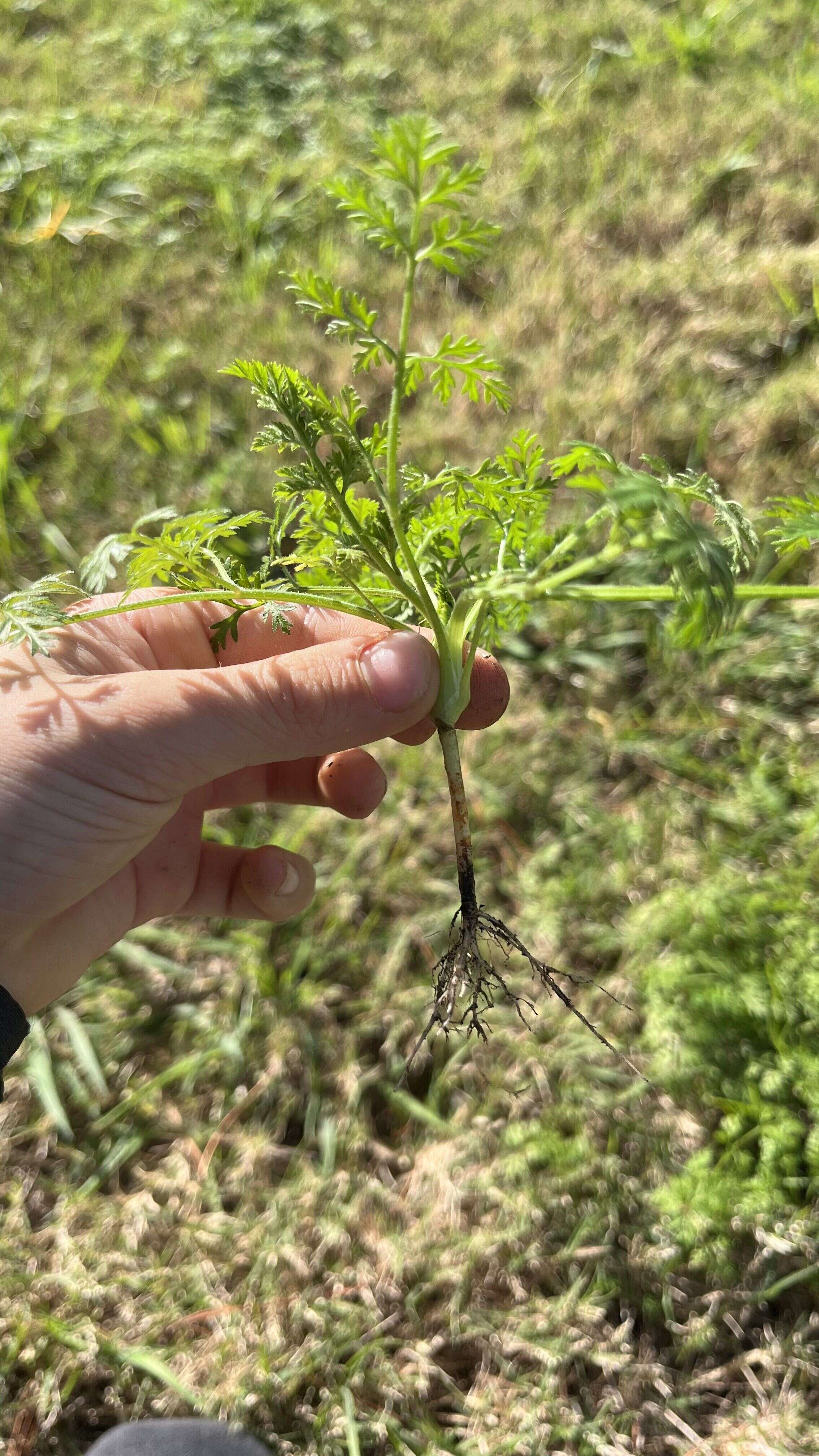 Wild carrot - Weedopedia - detail view