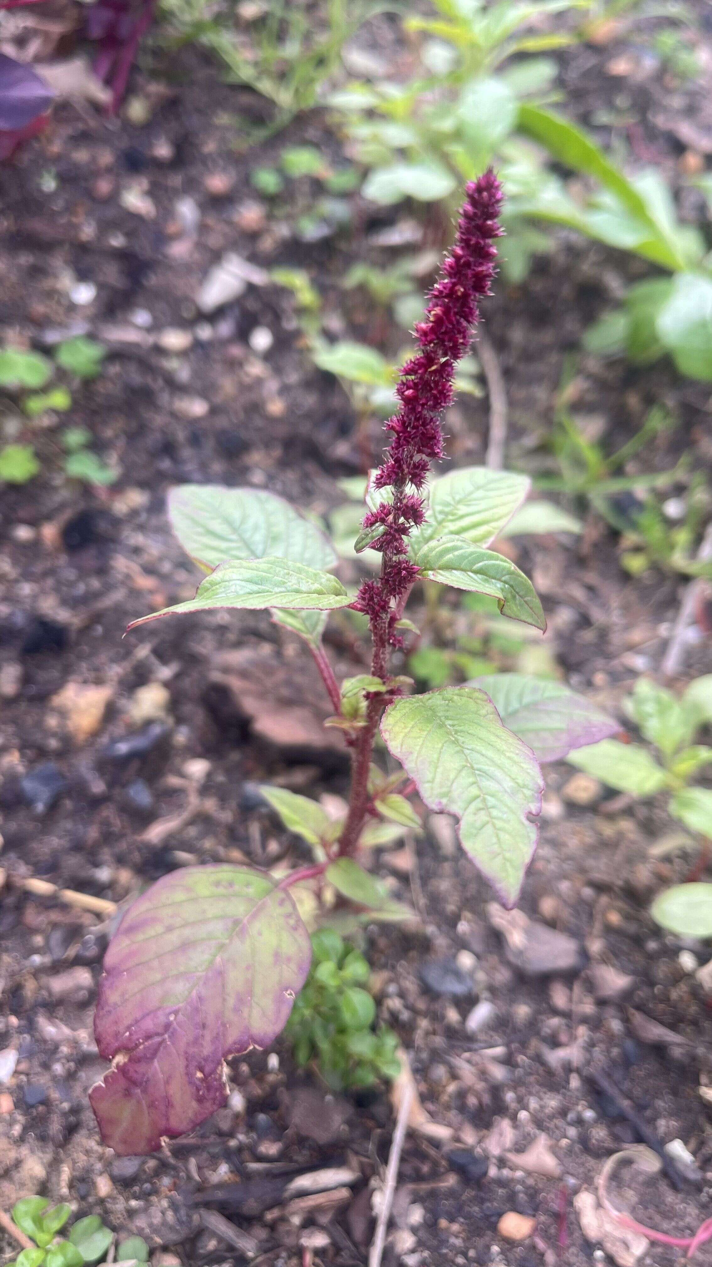 Amaranth - Weedopedia - main image