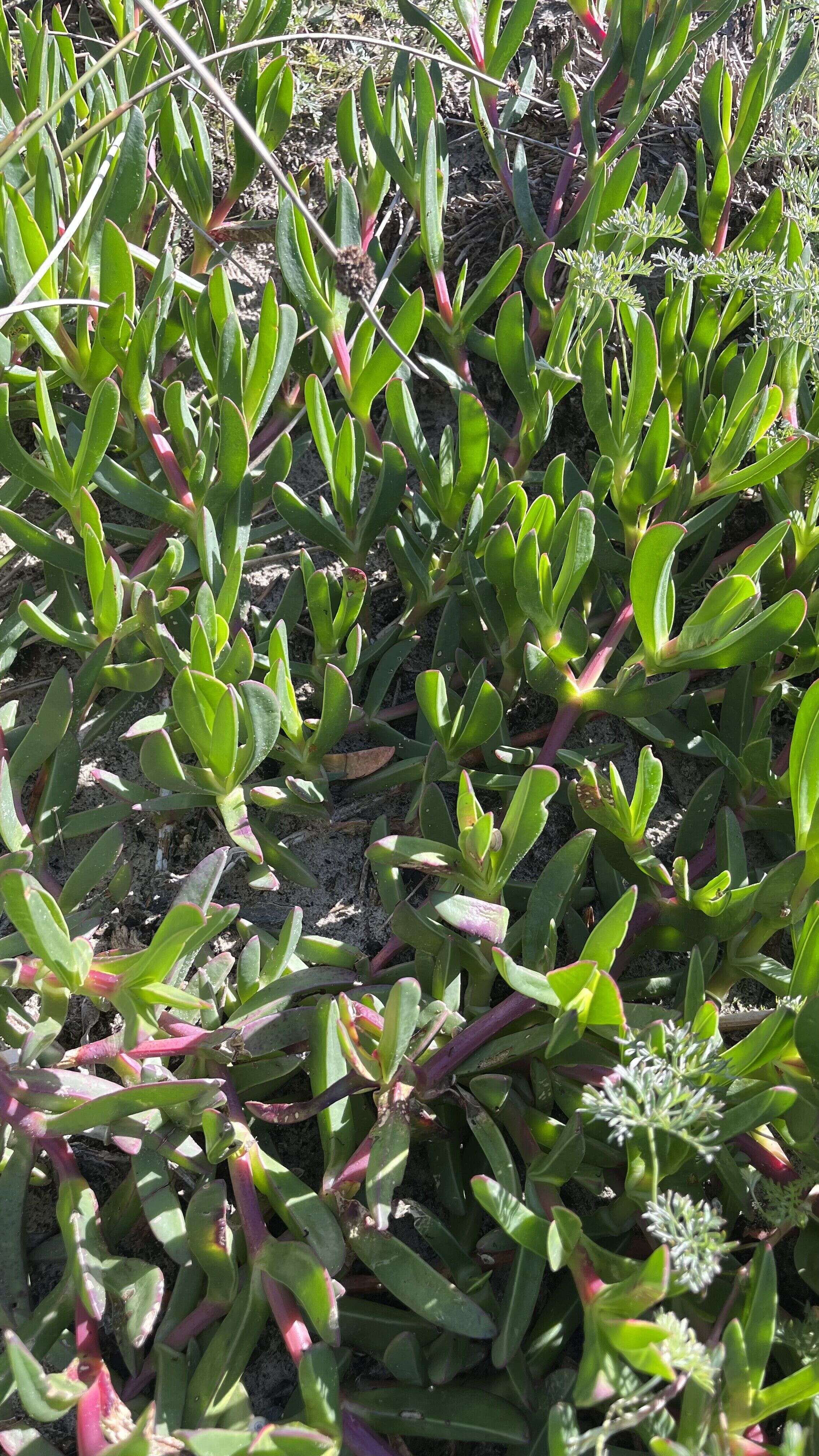 Iceplant - Weedopedia - main image