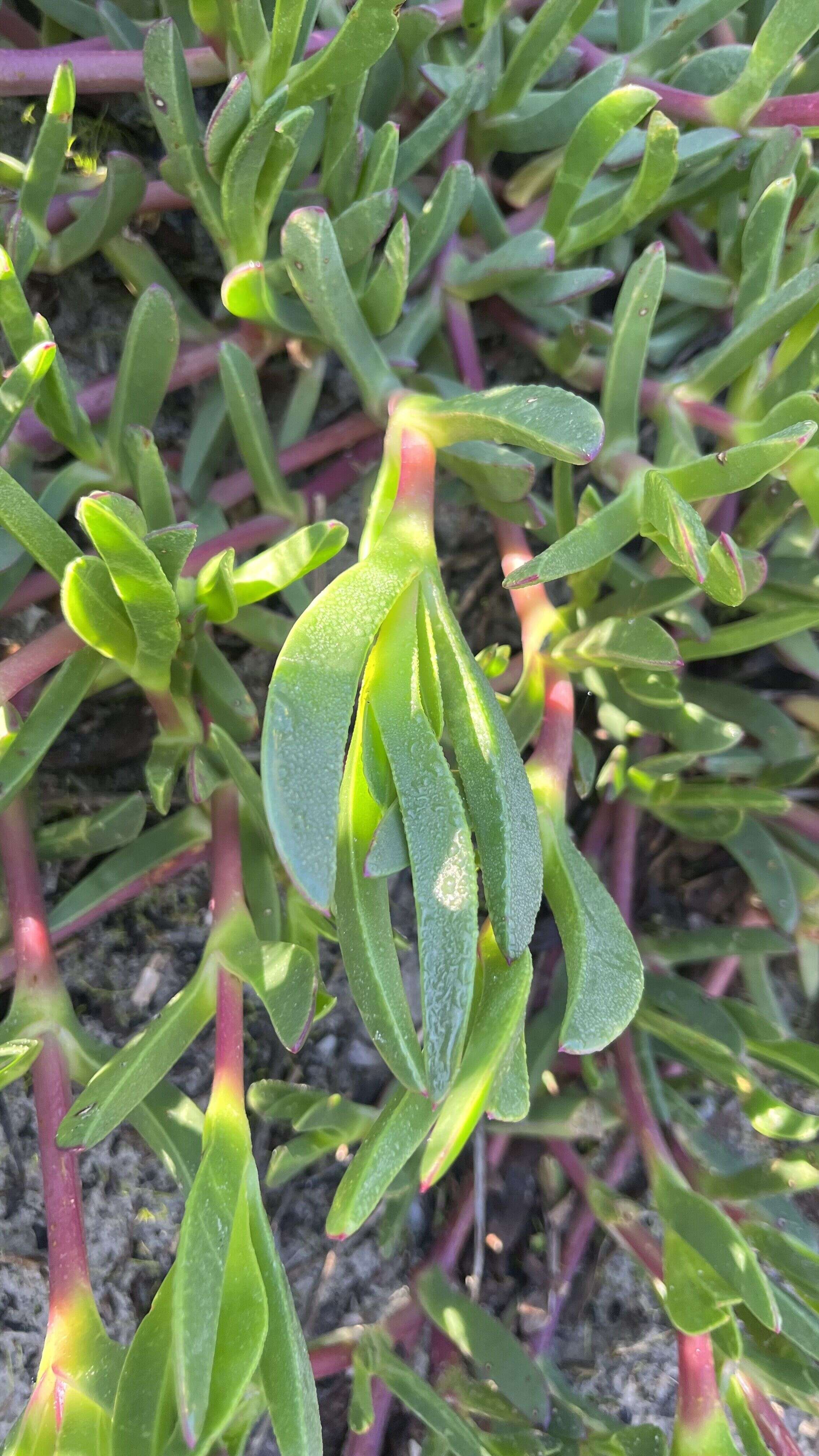 Iceplant - Weedopedia - detail view