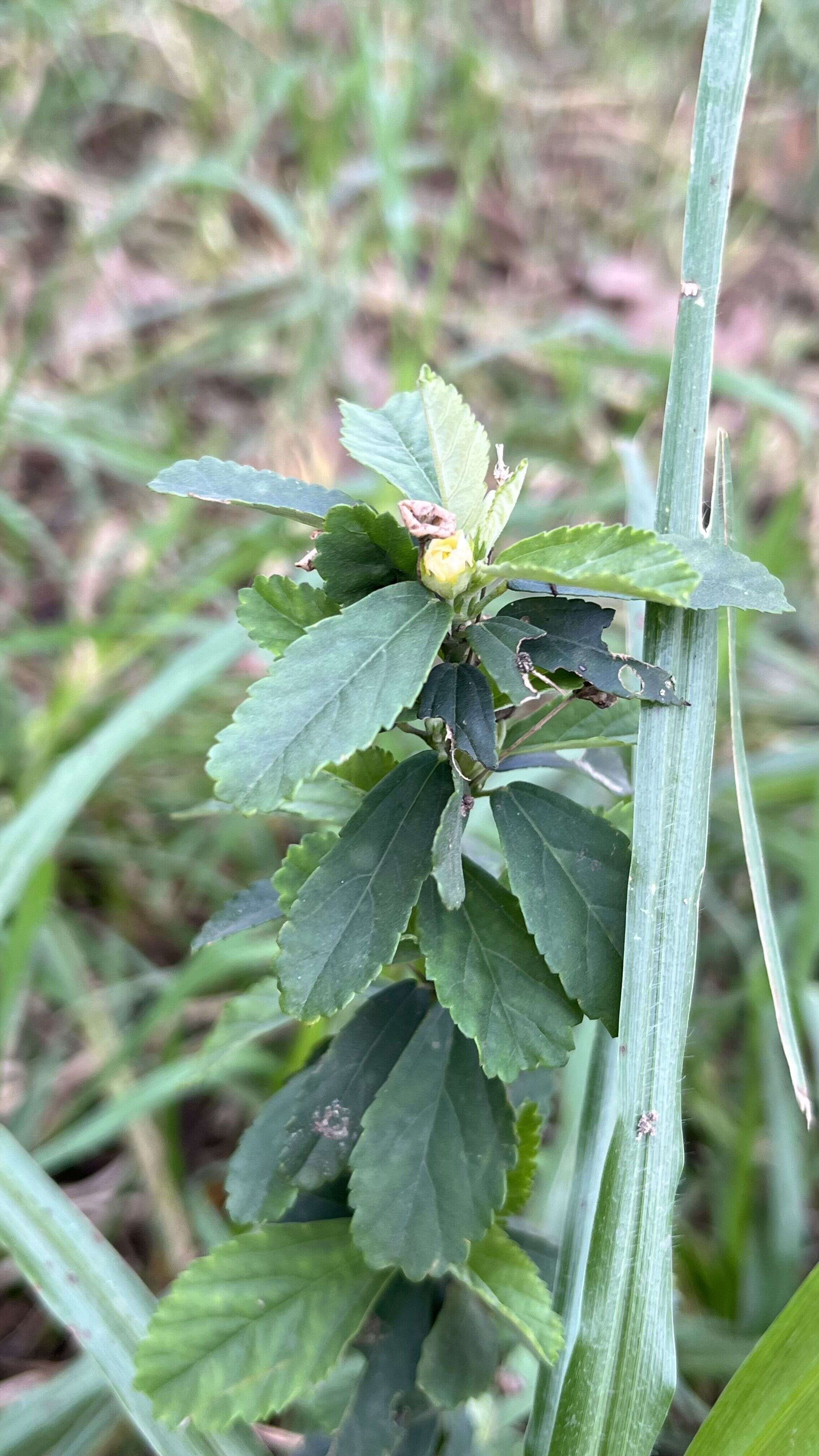 Arrow-leafed Sida - Weedopedia - additional view