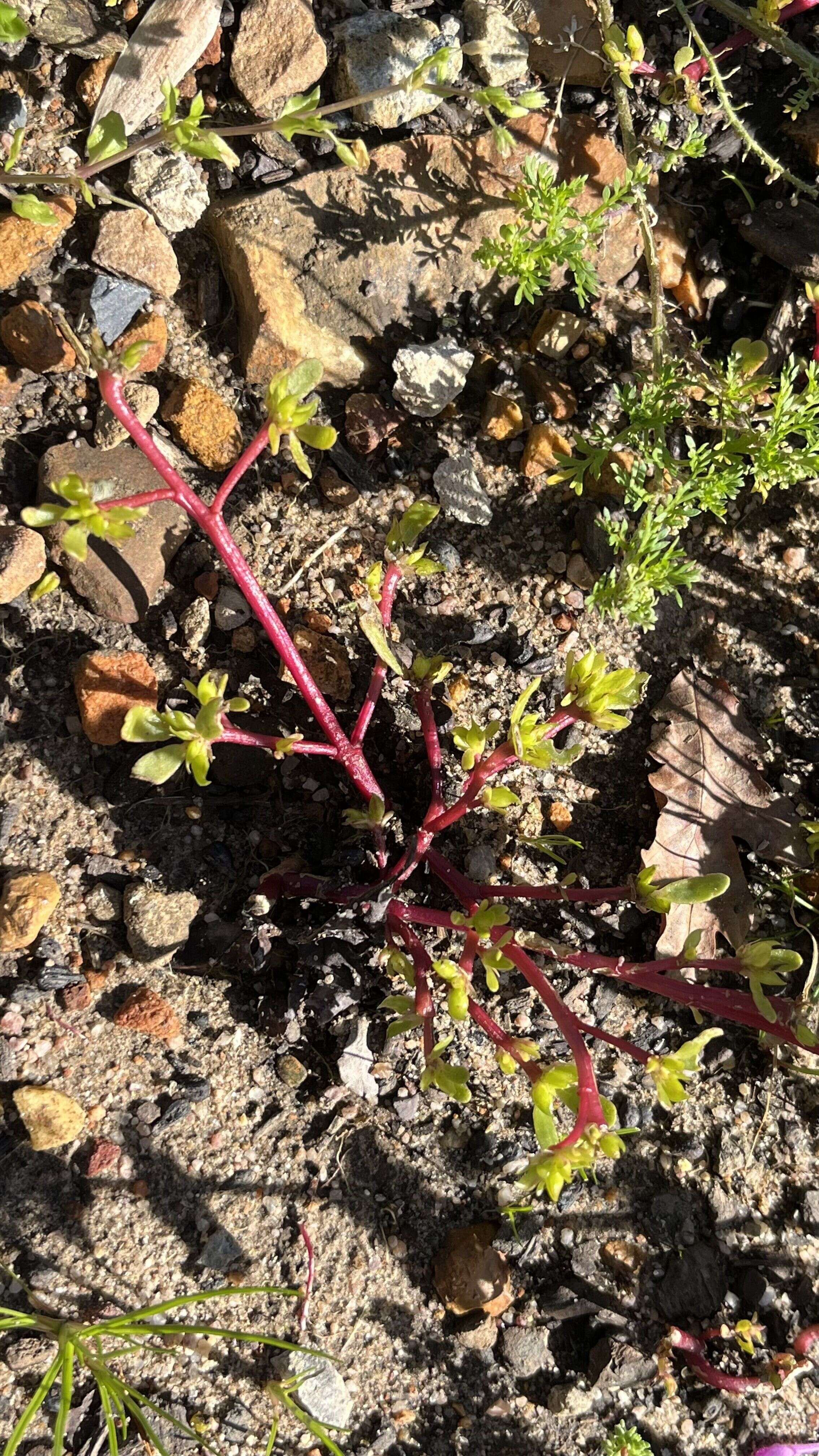 Purslane - Weedopedia - main image
