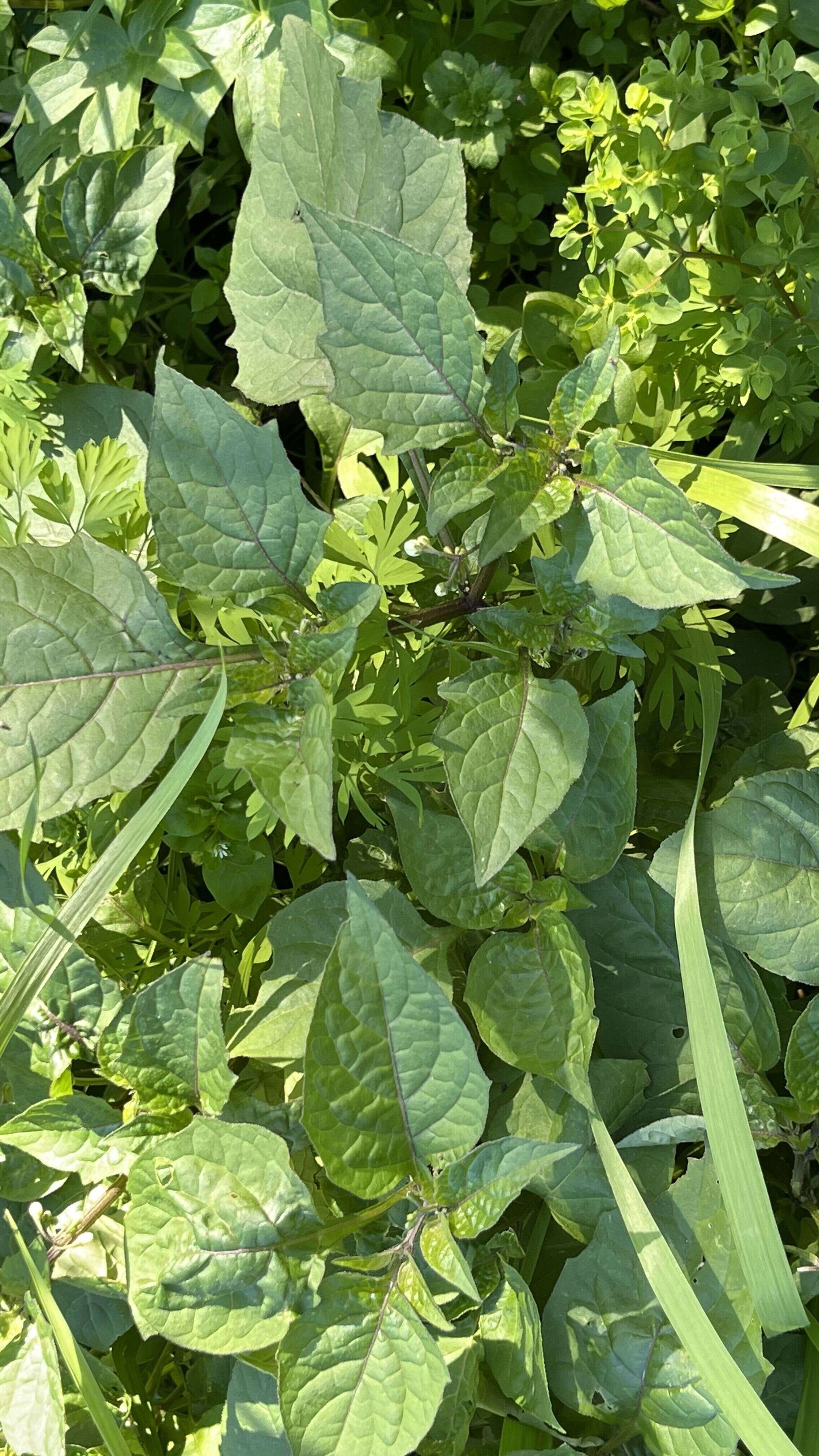 Black Nightshade - Weedopedia - detail view