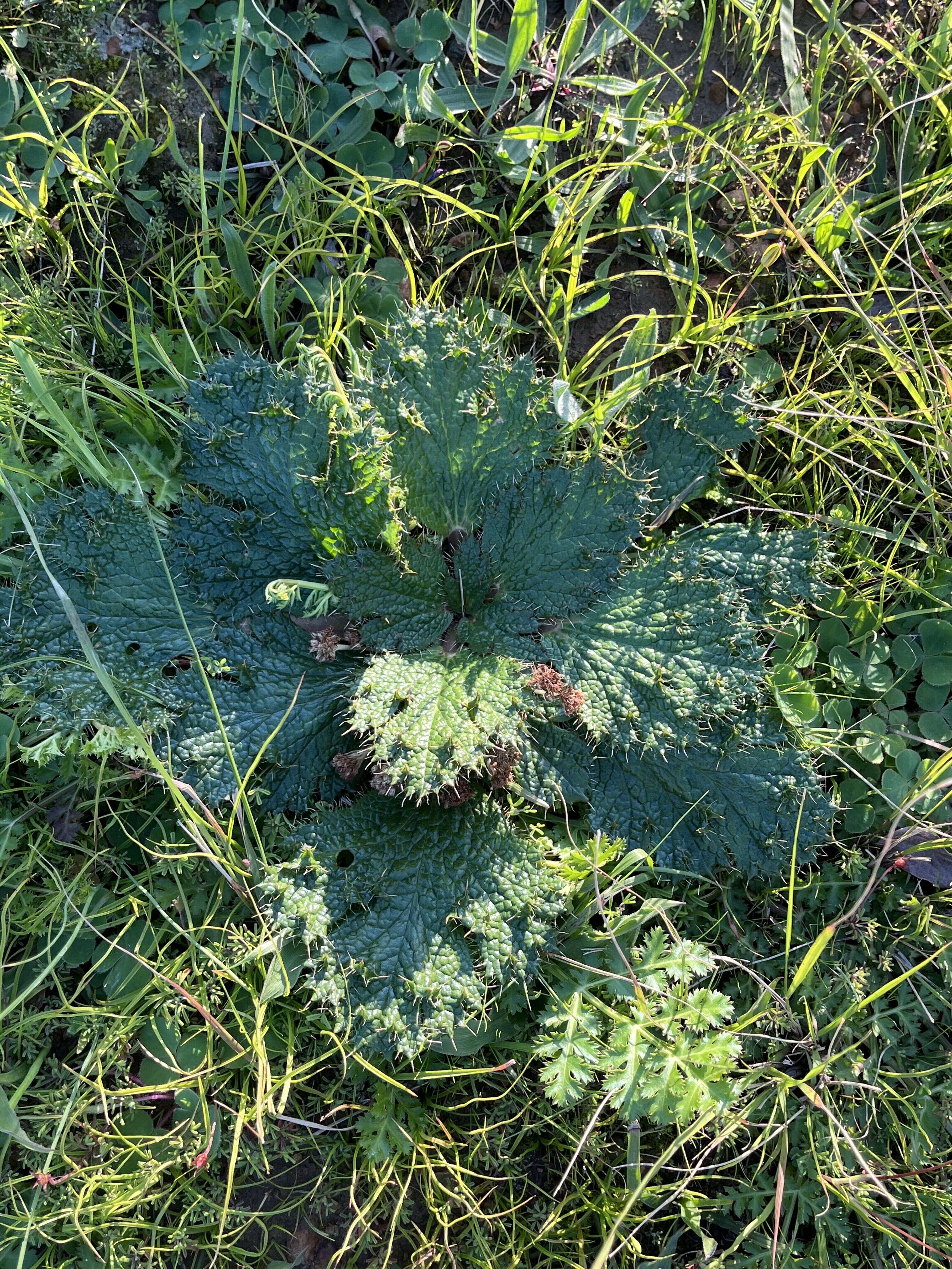 Bear's-foot - Weedopedia - main image