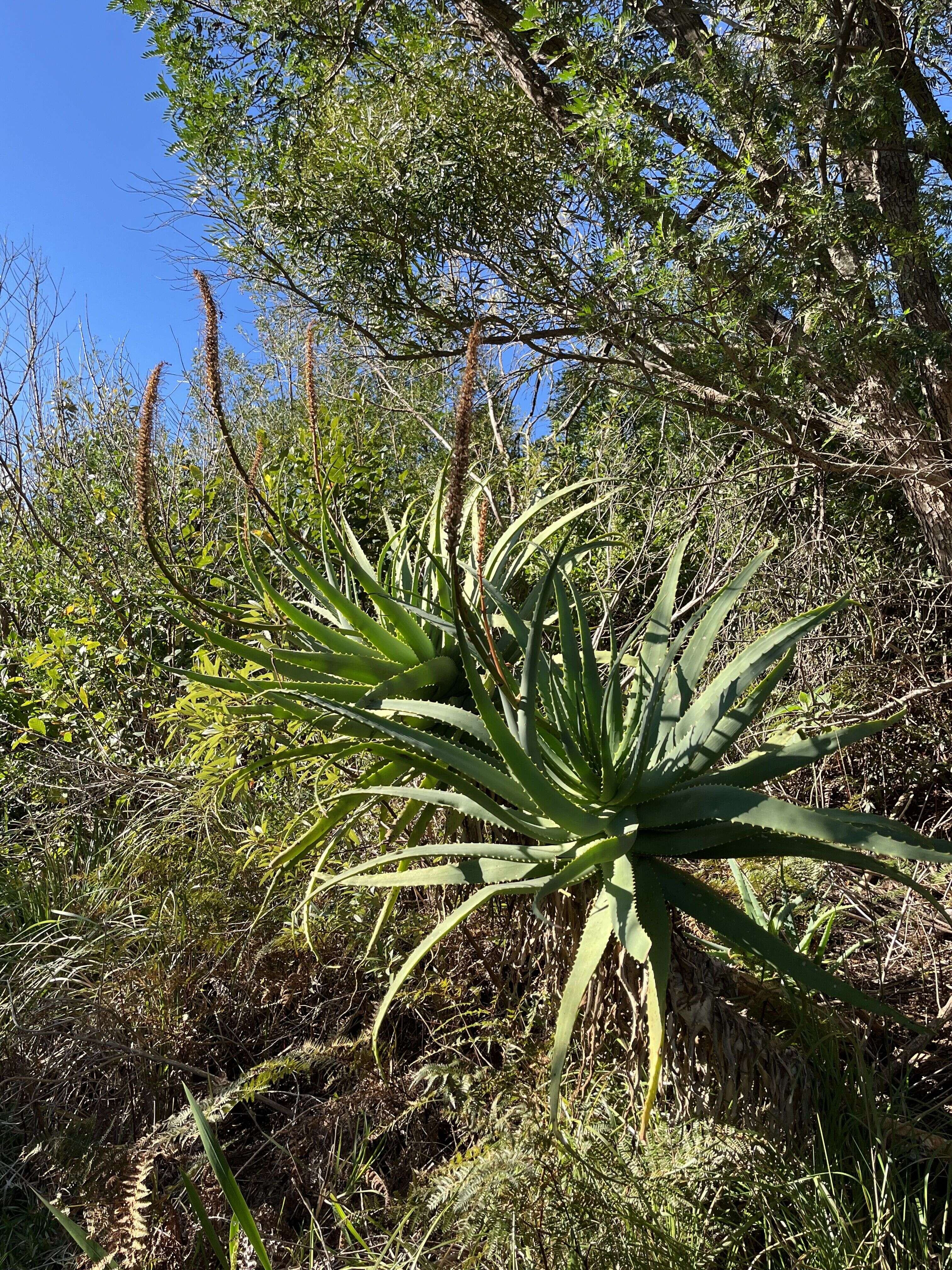 Krantz Aloe - Weedopedia - detail view