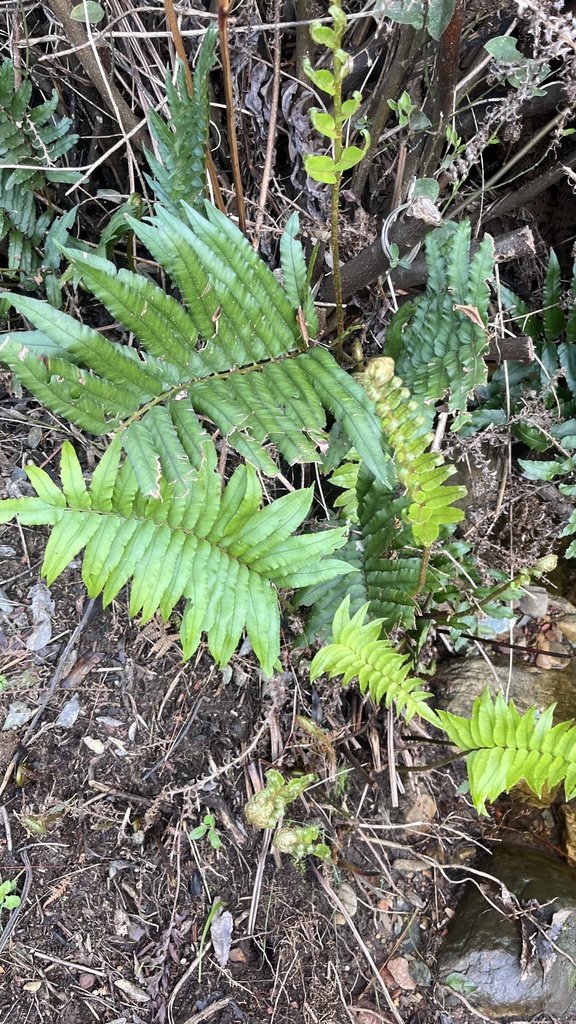 Cape Hard Fern - Weedopedia - detail view