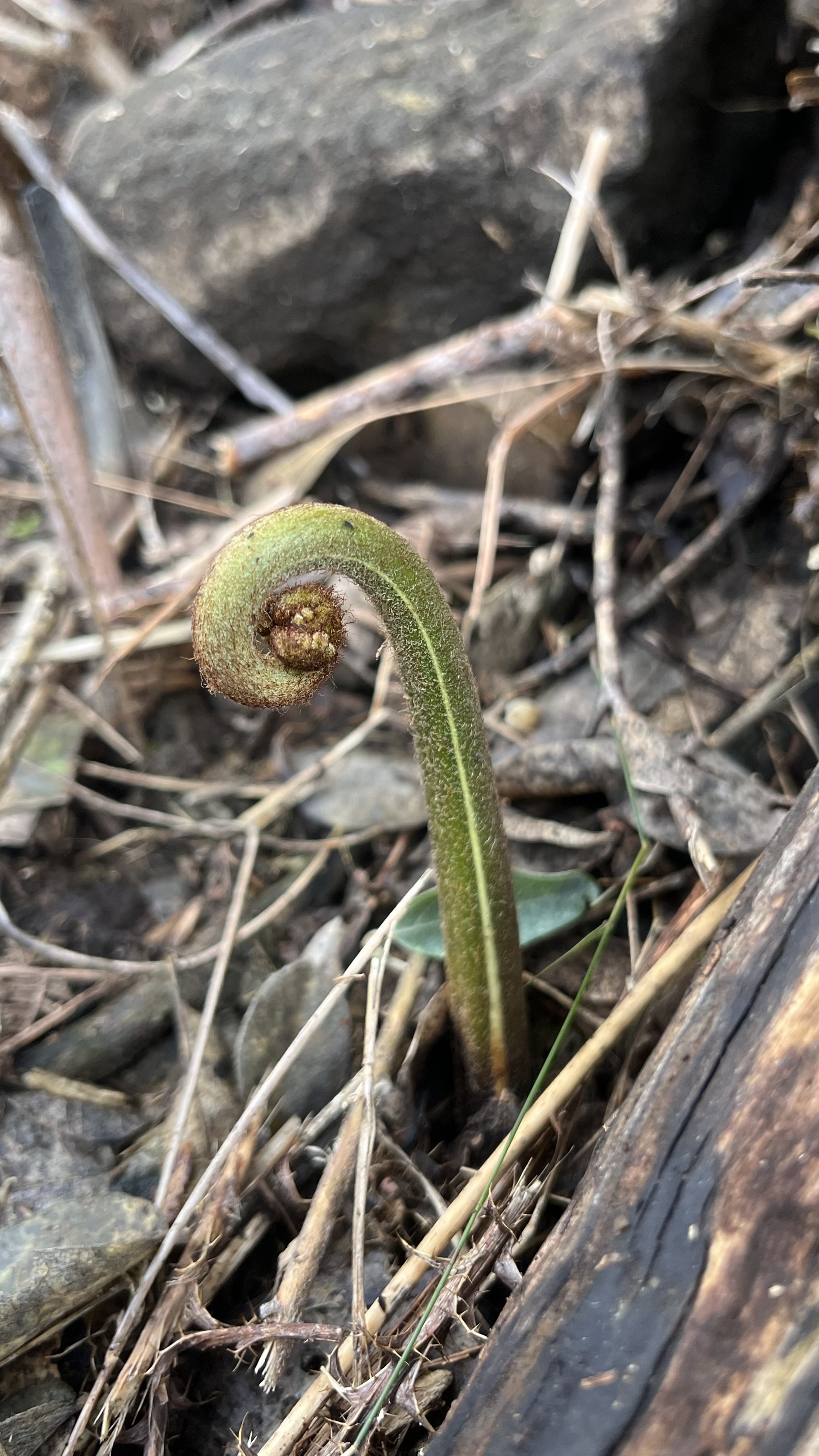 Bracken Fern (fiddleheads) - Weedopedia - main image